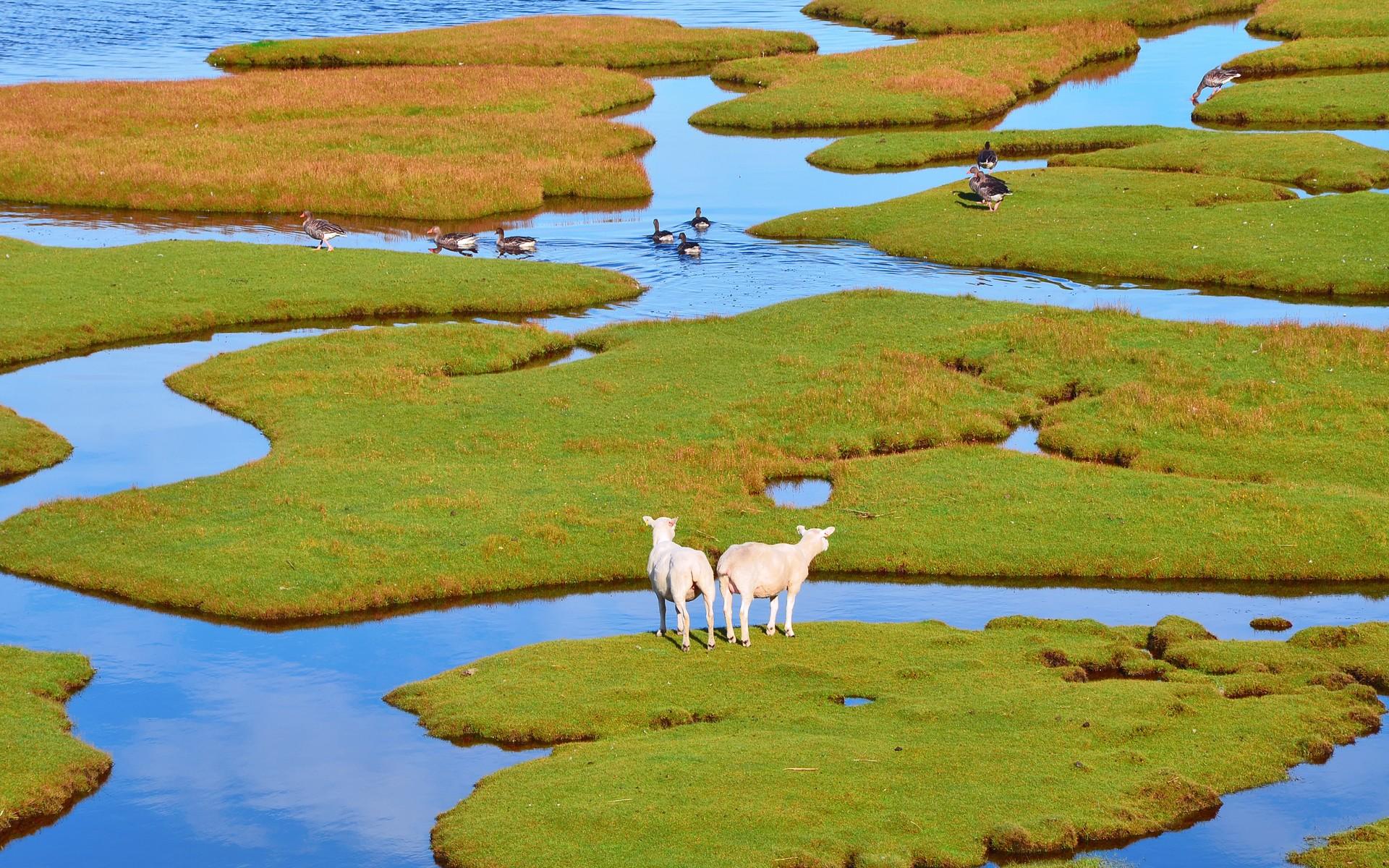 Sheep geese island grass foliage water birds wallpaperx1200