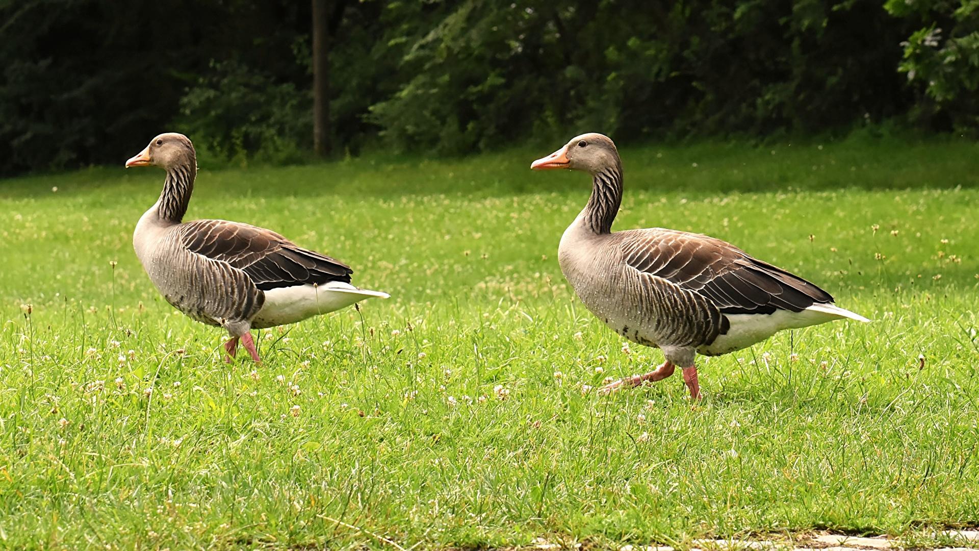 Geese On The Grass Wallpapers - Wallpaper Cave