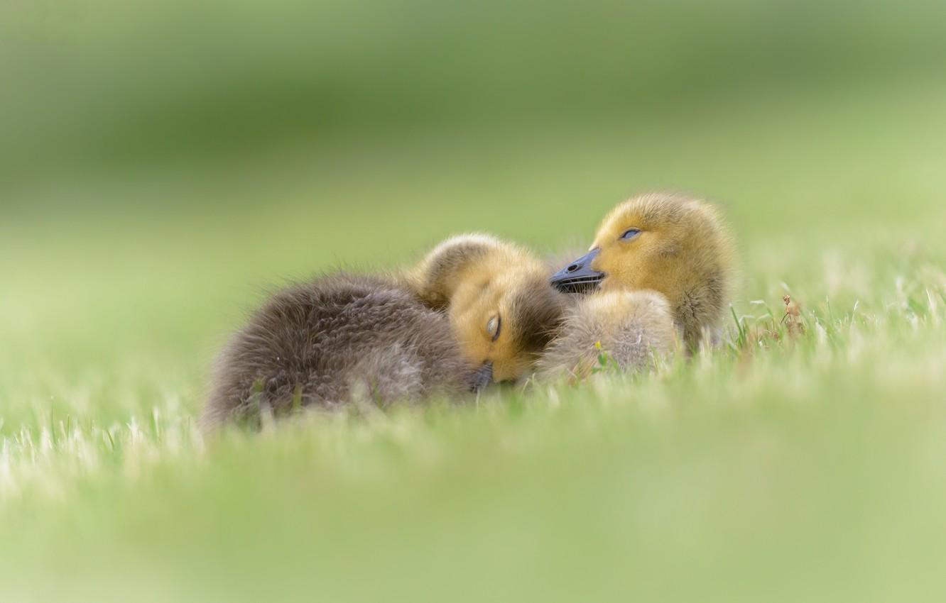 Wallpaper grass, birds, pose, background, stay, duck, sleep, a