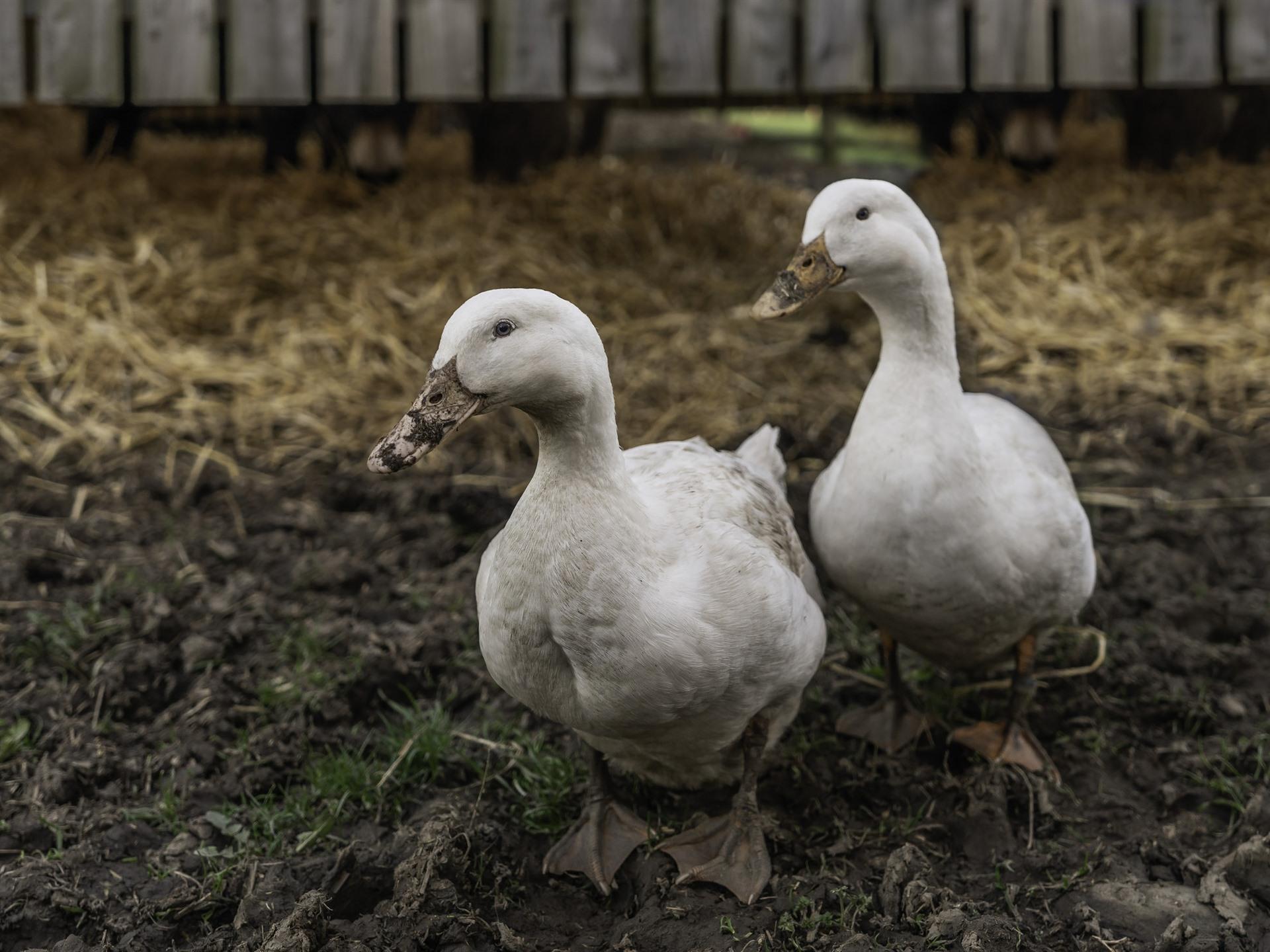 Two Birds, Geese 750x1334 IPhone 8 7 6 6S Wallpaper, Background
