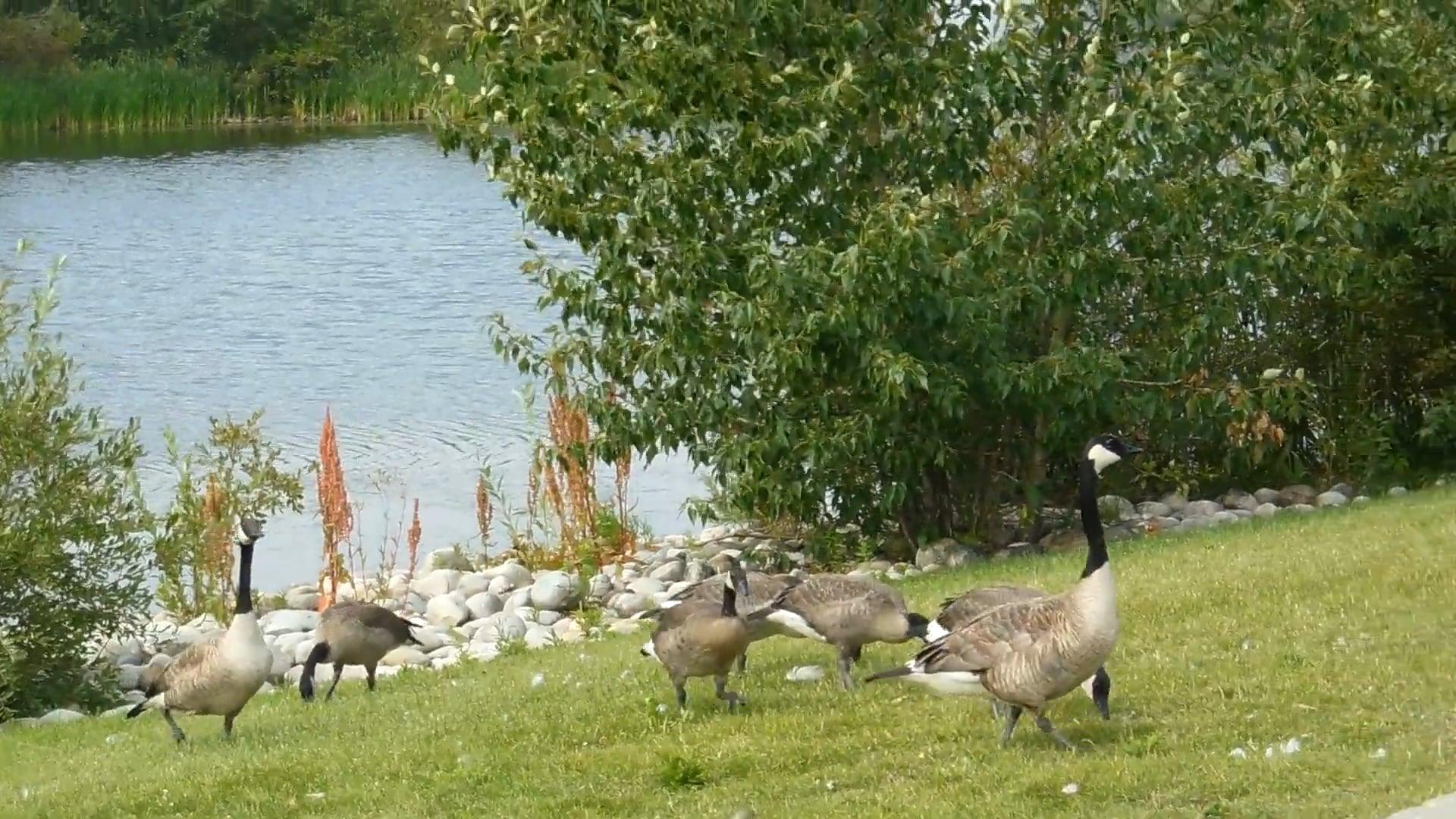 Video of Geese On Grass · Free Stock Video