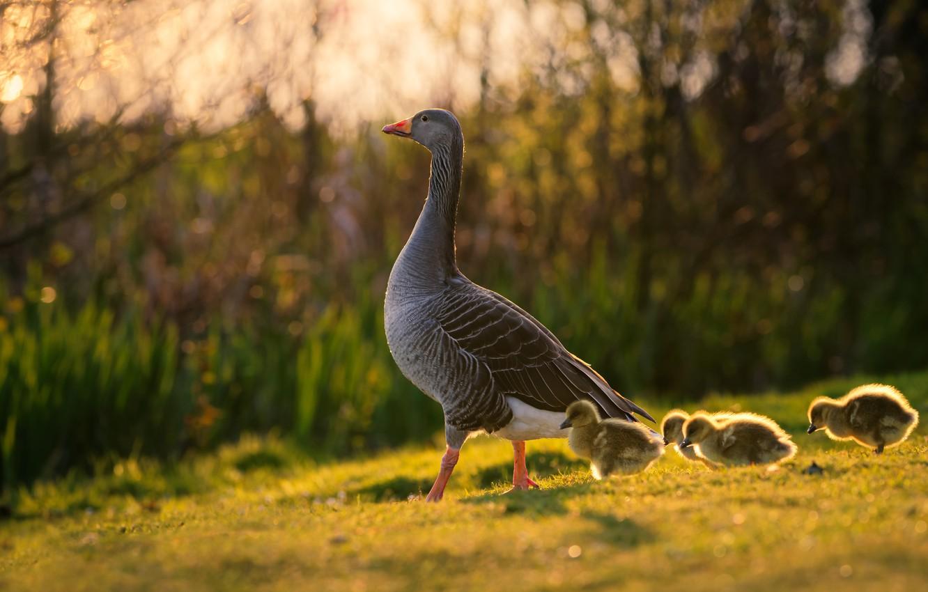 Wallpaper summer, grass, birds, nature, background, mom, chick