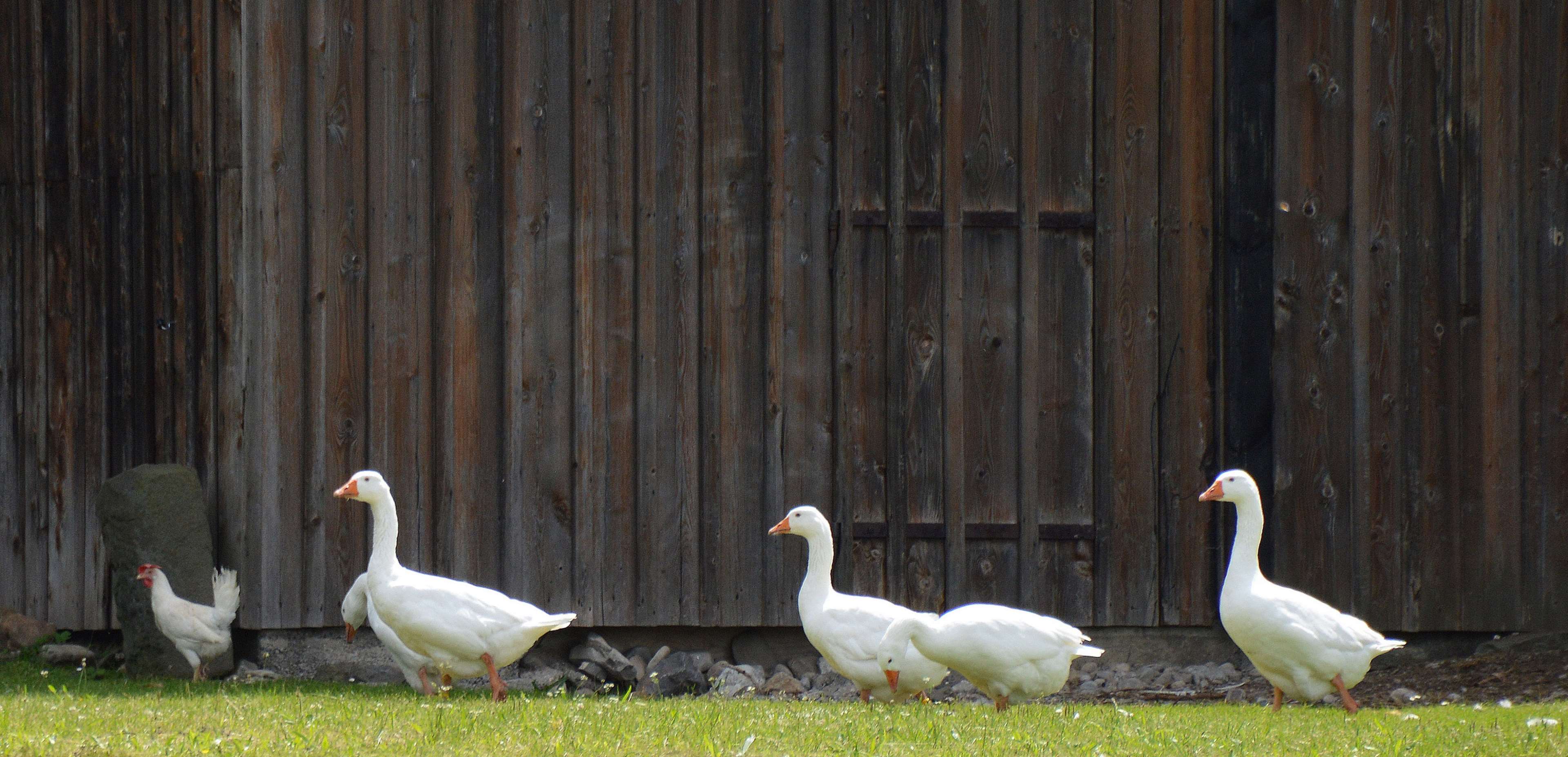animals, barn, birds, cute, farm, geese, grass, waterfowls
