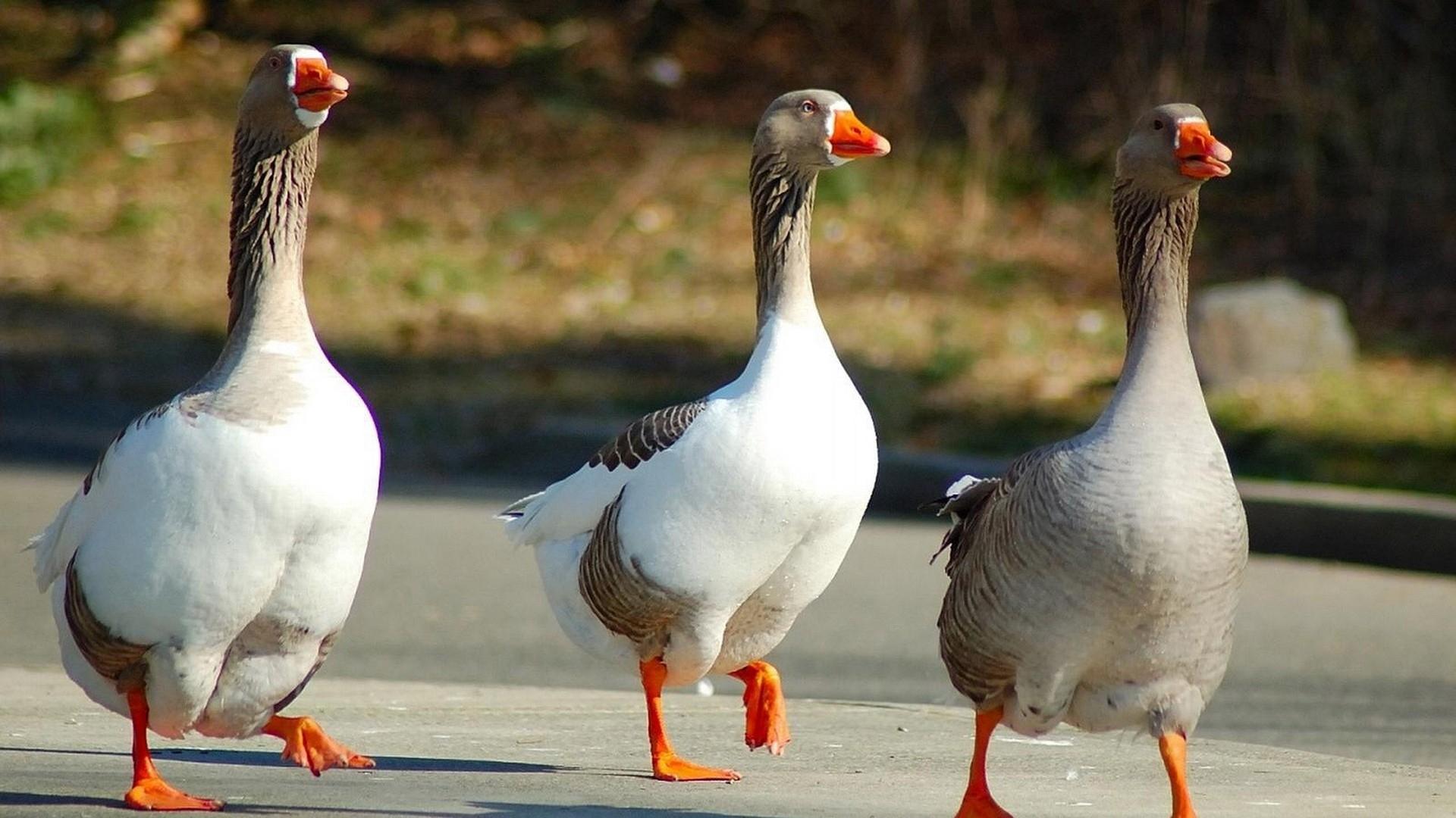 Download wallpaper 1920x1080 geese, birds, walk, three, wings HD
