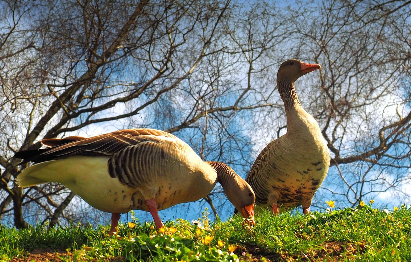 Geese On The Grass Wallpapers - Wallpaper Cave