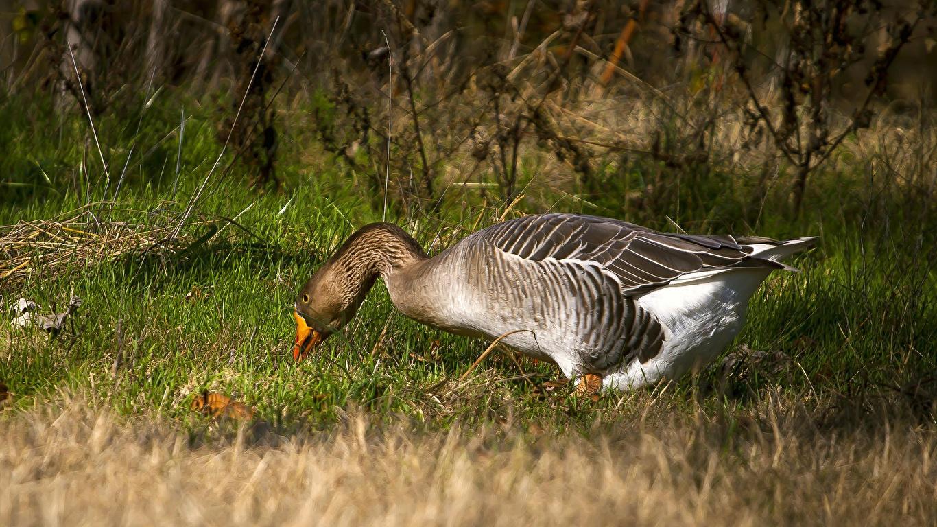 image Birds Geese Grass Animals 1366x768