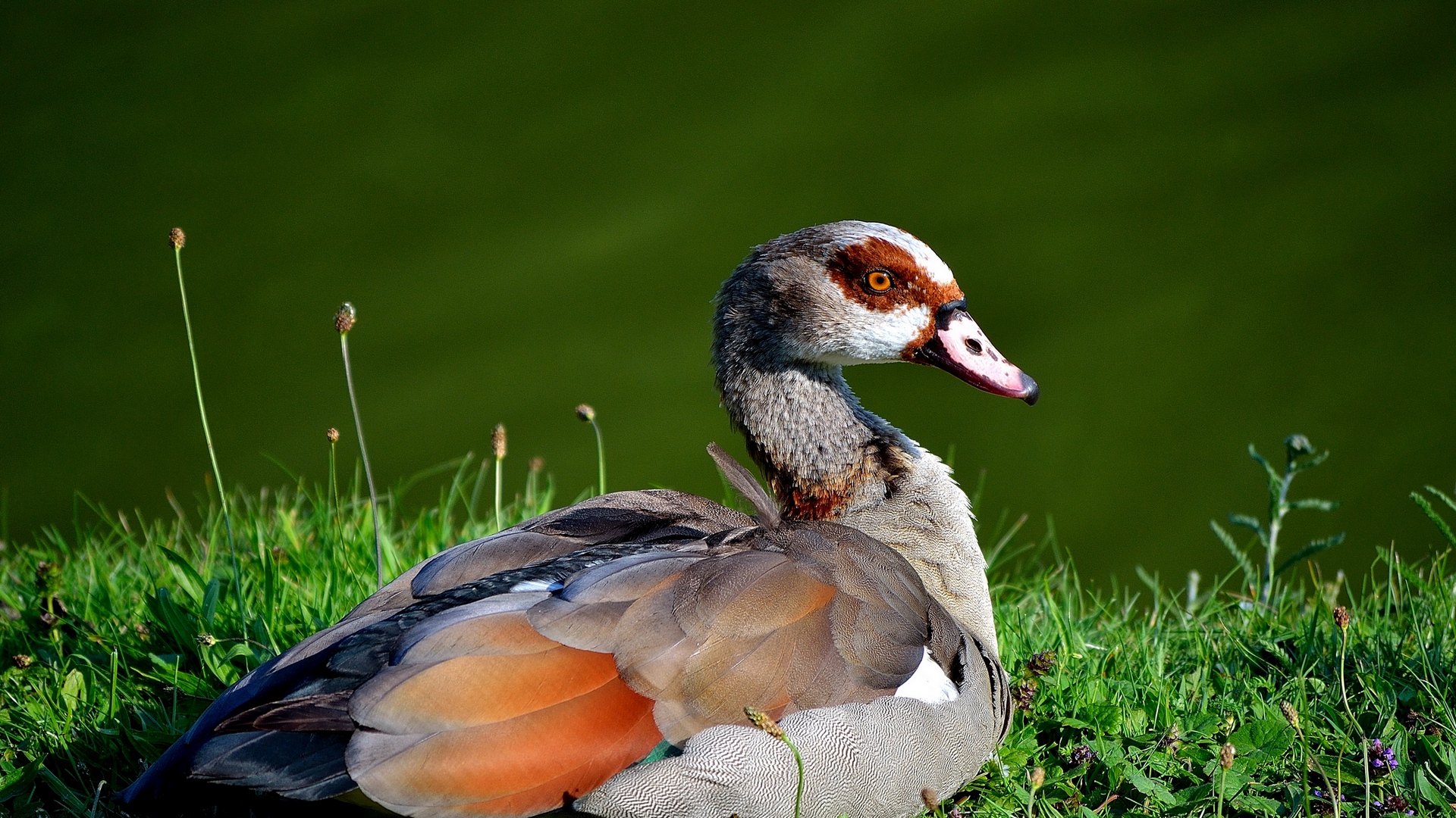 Bird, Water Bird, Waterfowl, Grass, Beak HD Wallpaper, Animals