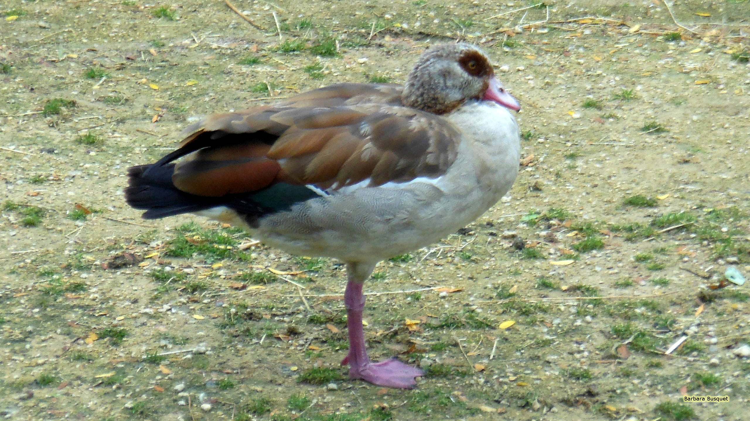 Egyptian goose in zoo HD Wallpaper