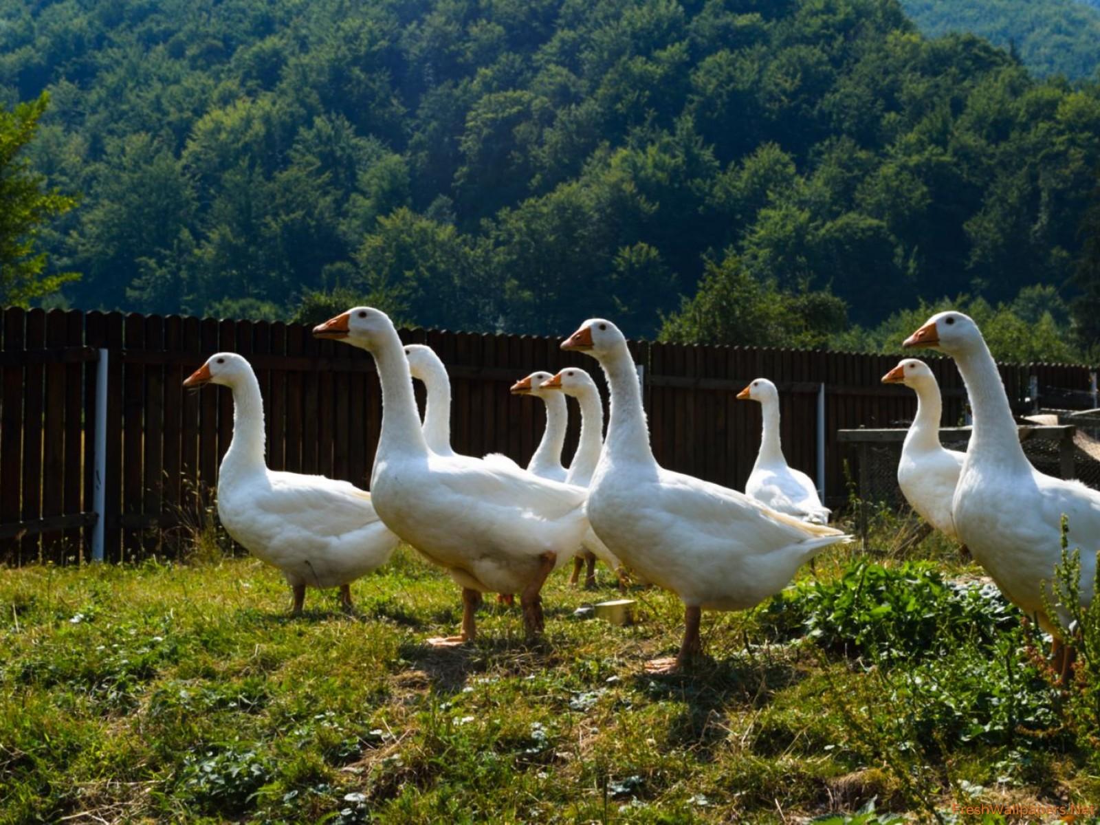 Curious geese wallpaper