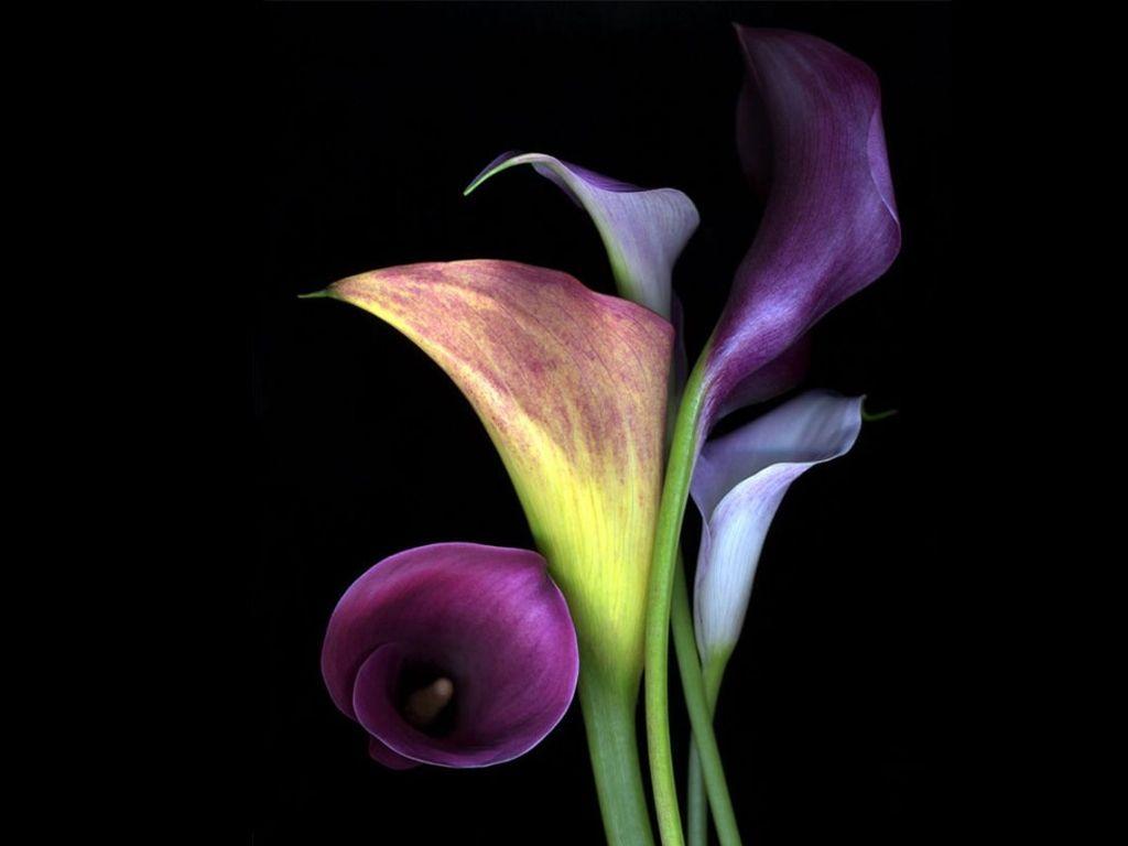 Calla Lily. Artistry. Purple calla lilies, Flowers, Calla lillies