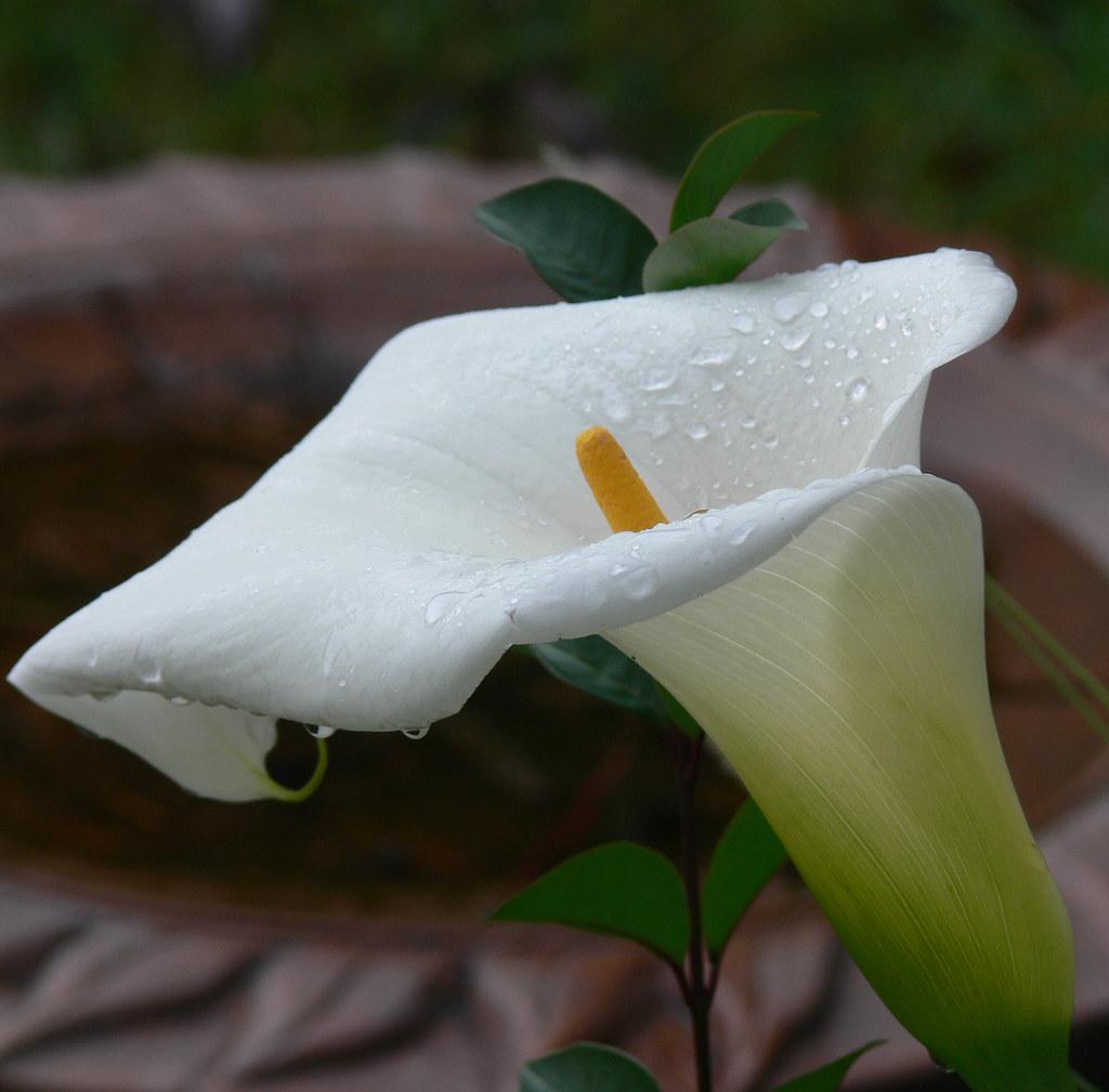 The World's most recently posted photo of callalily and drop