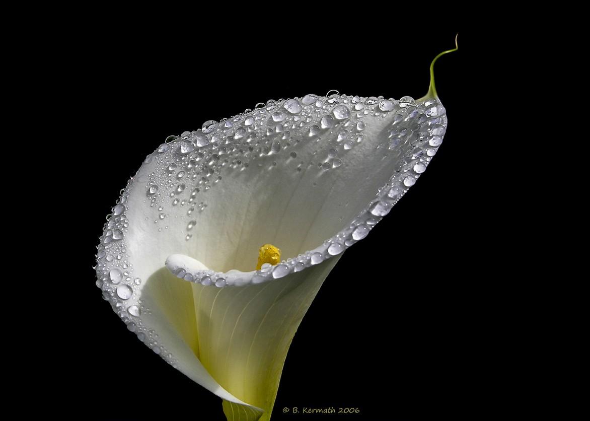 Calla lily or arum lily (Zantedeschia aethiopica) fully
