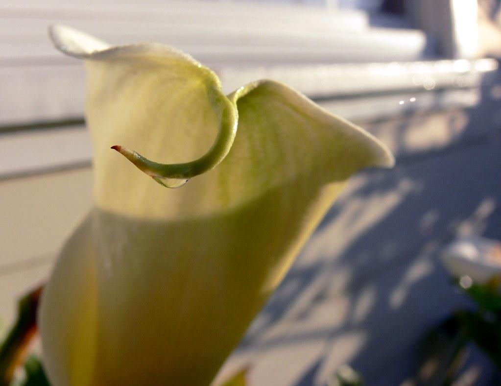 The World's most recently posted photo of callalily and drop