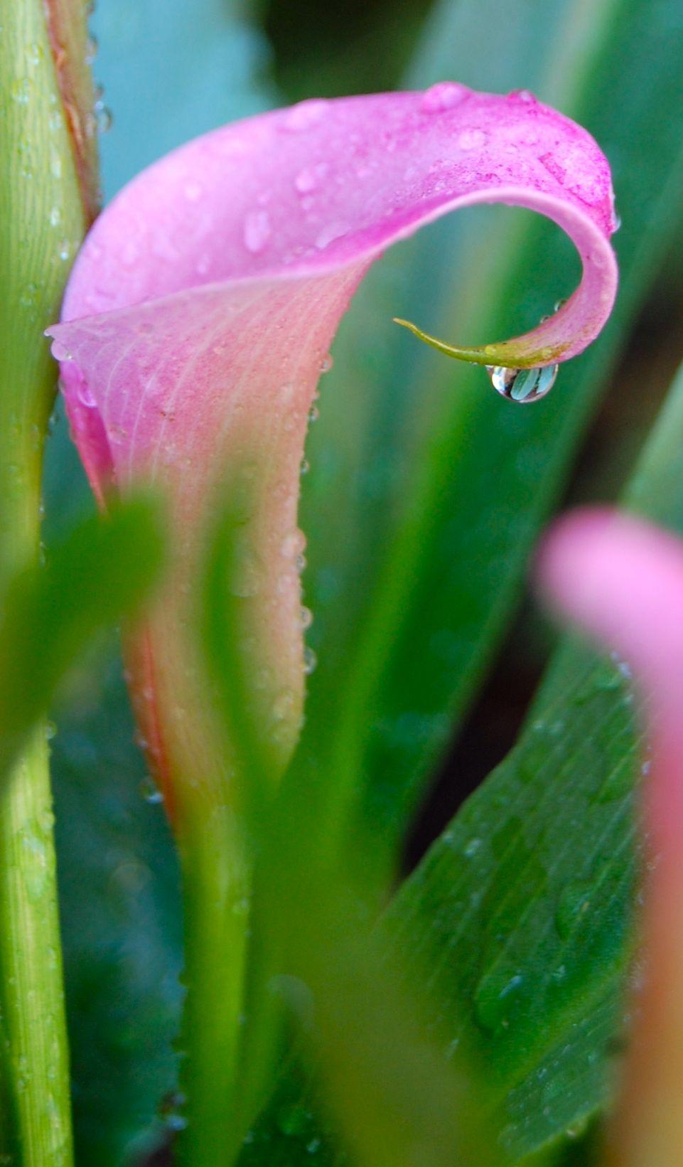 Calla Lily With Rain Drops Wallpapers Wallpaper Cave