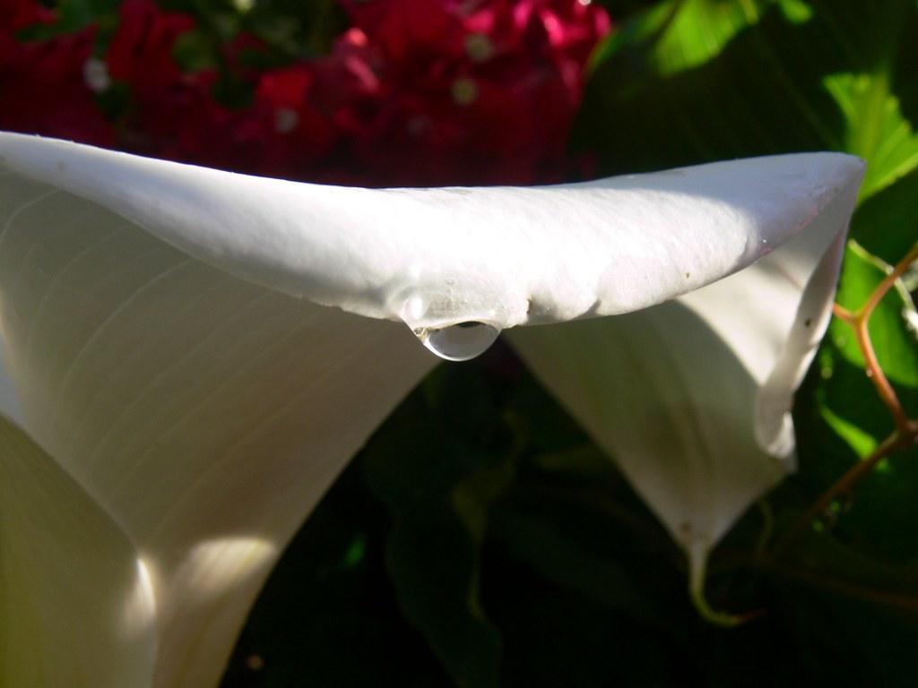 Calla lily and rain drop