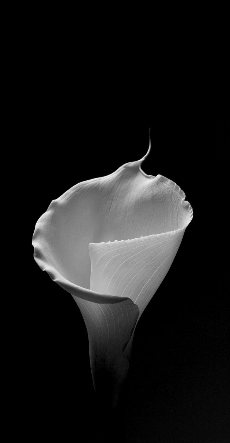 Calla Lily by Robert Mapplethorpe. Les Fleurs. Robert mapplethorpe