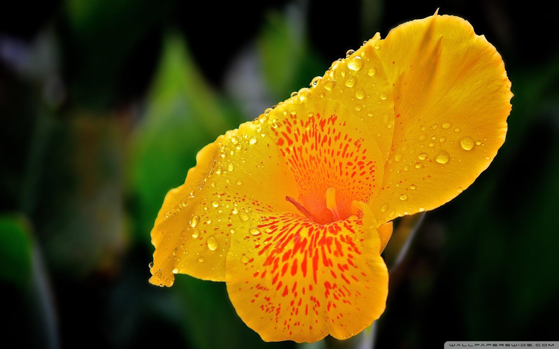 Yellow Flower With Raindrops ❤ 4K HD Desktop Wallpaper for