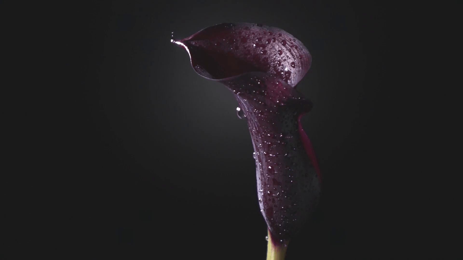 A drop of dew flows down the flower petal of a calla lilly maroon