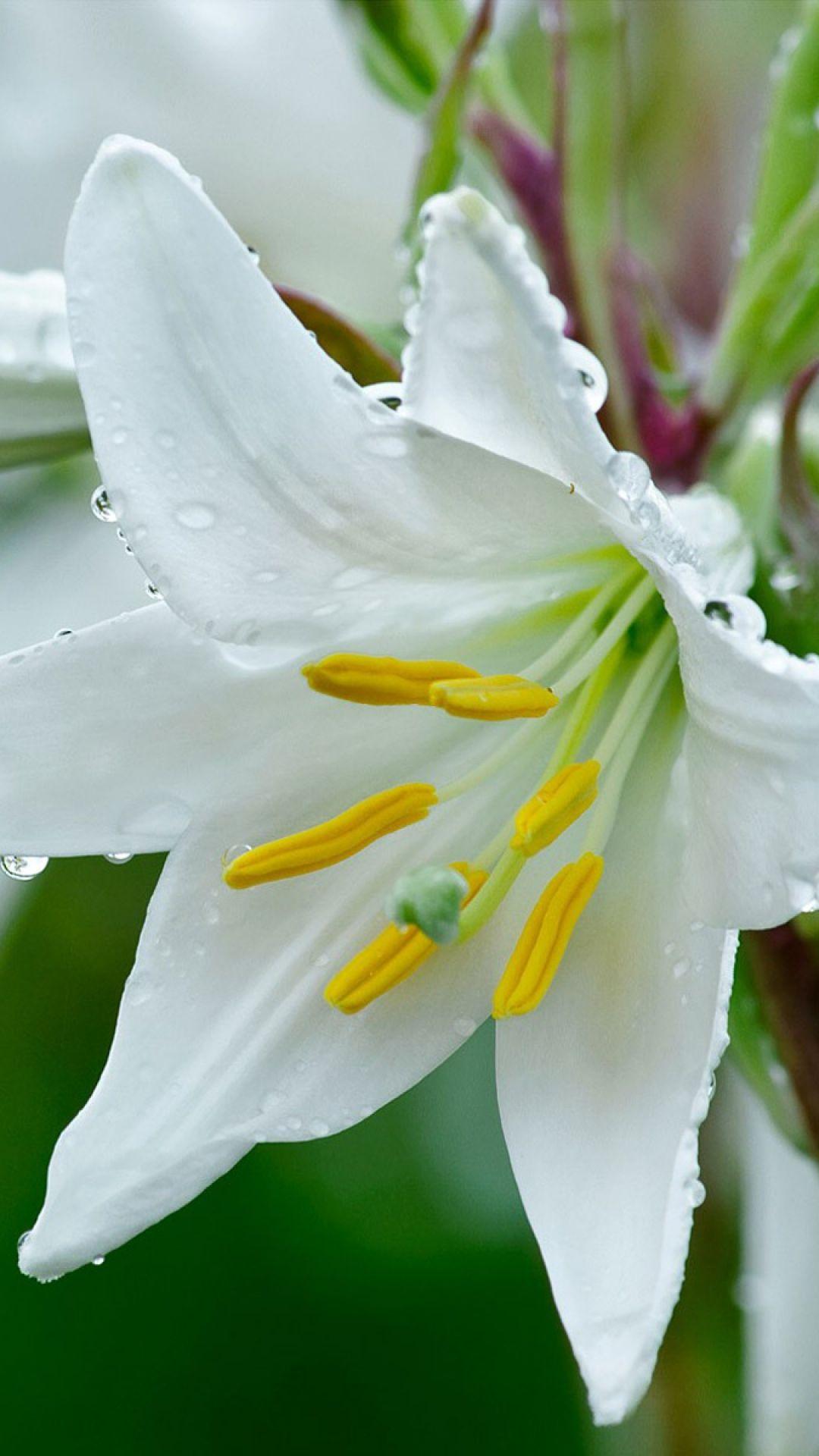 Lily, Flower, Drops, Stamens, Freshness, Close Up