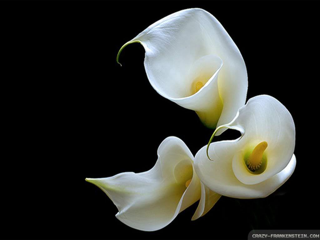 Calla Lilies wallpaperx768