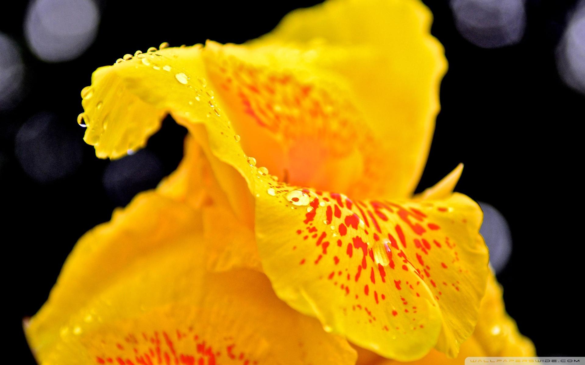 Yellow Flower With Raindrops Macro ❤ 4K HD Desktop Wallpaper for 4K
