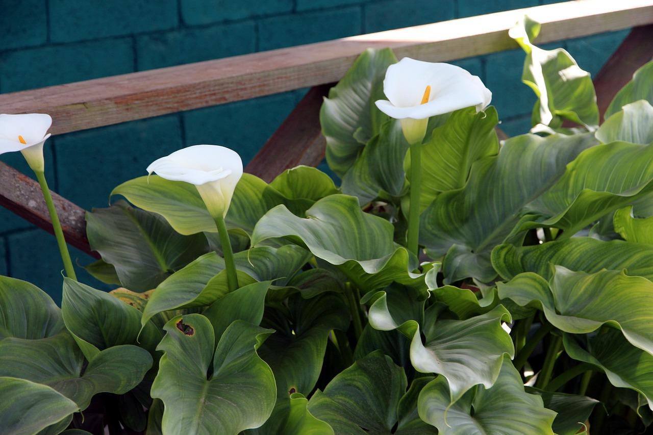 How to Grow Calla Lilies Outdoors? (4 Tips to Care) Daily Gardener