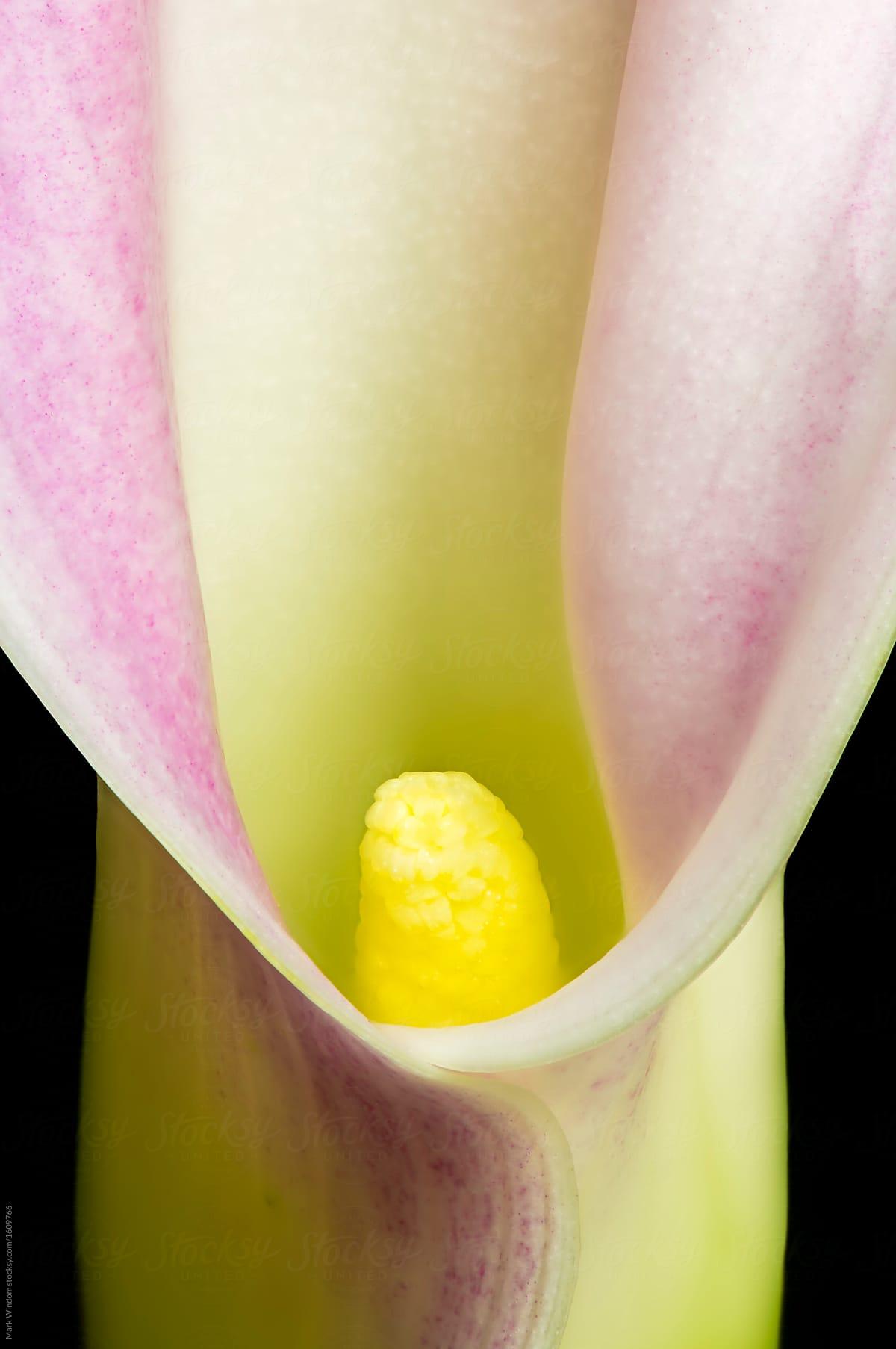 Calla Lily, Close Up