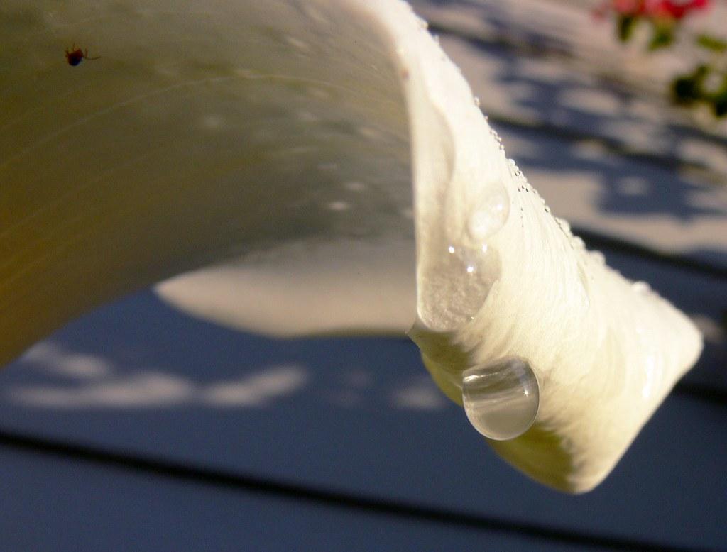 The World's most recently posted photo of callalily and drop