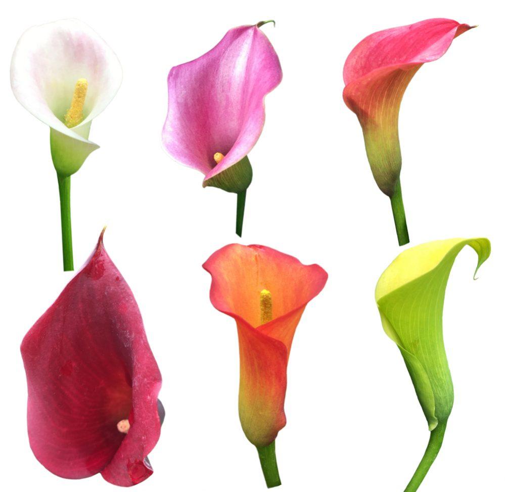 How to Grow Calla Lilies Outdoors? (4 Tips to Care) Daily Gardener