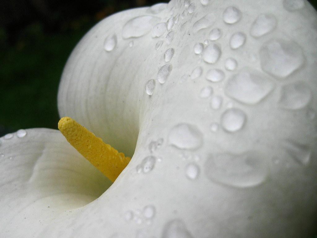 The World's most recently posted photo of callalily and drop