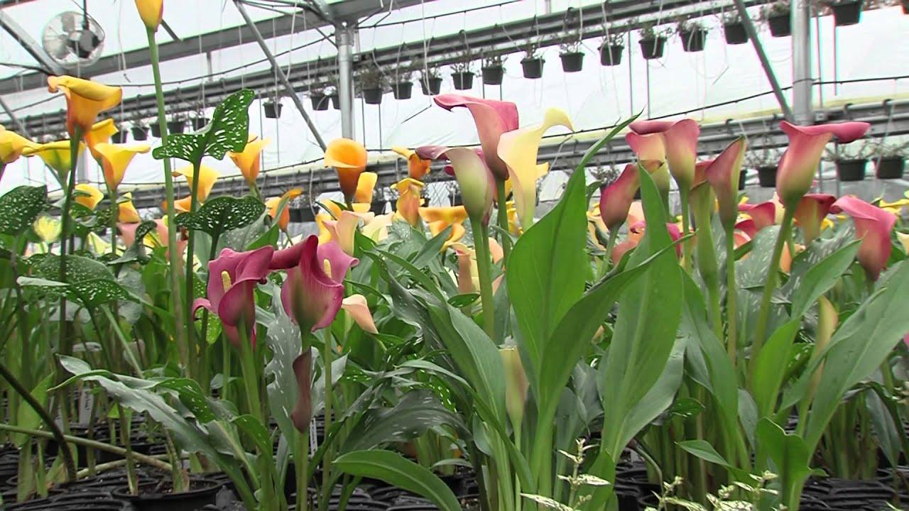 How To Grow Calla Lillies
