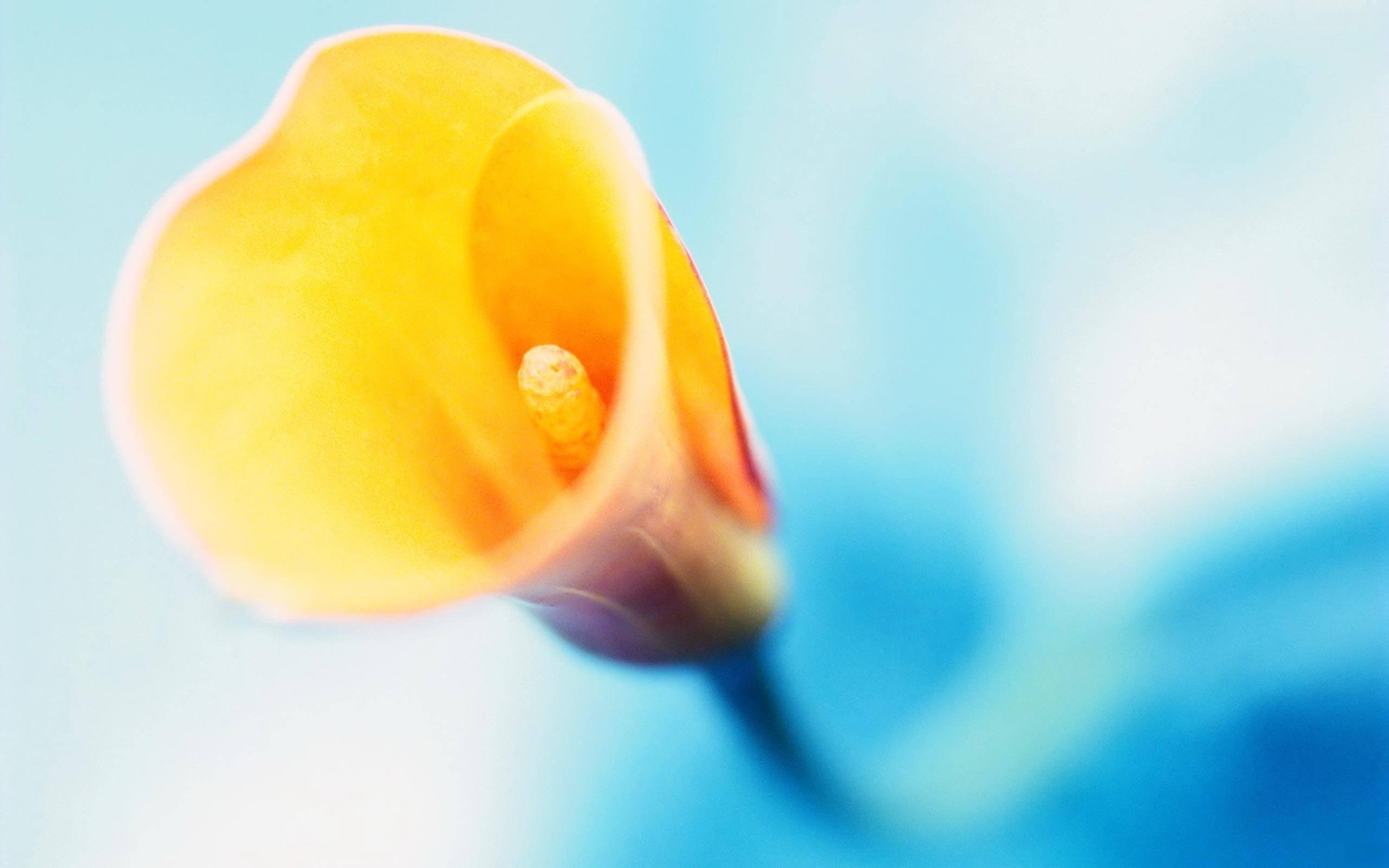 Calla Lilies Picture