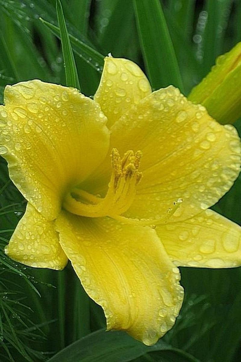 Download wallpaper 800x1200 flower, petals, drops, rain, grass, bud