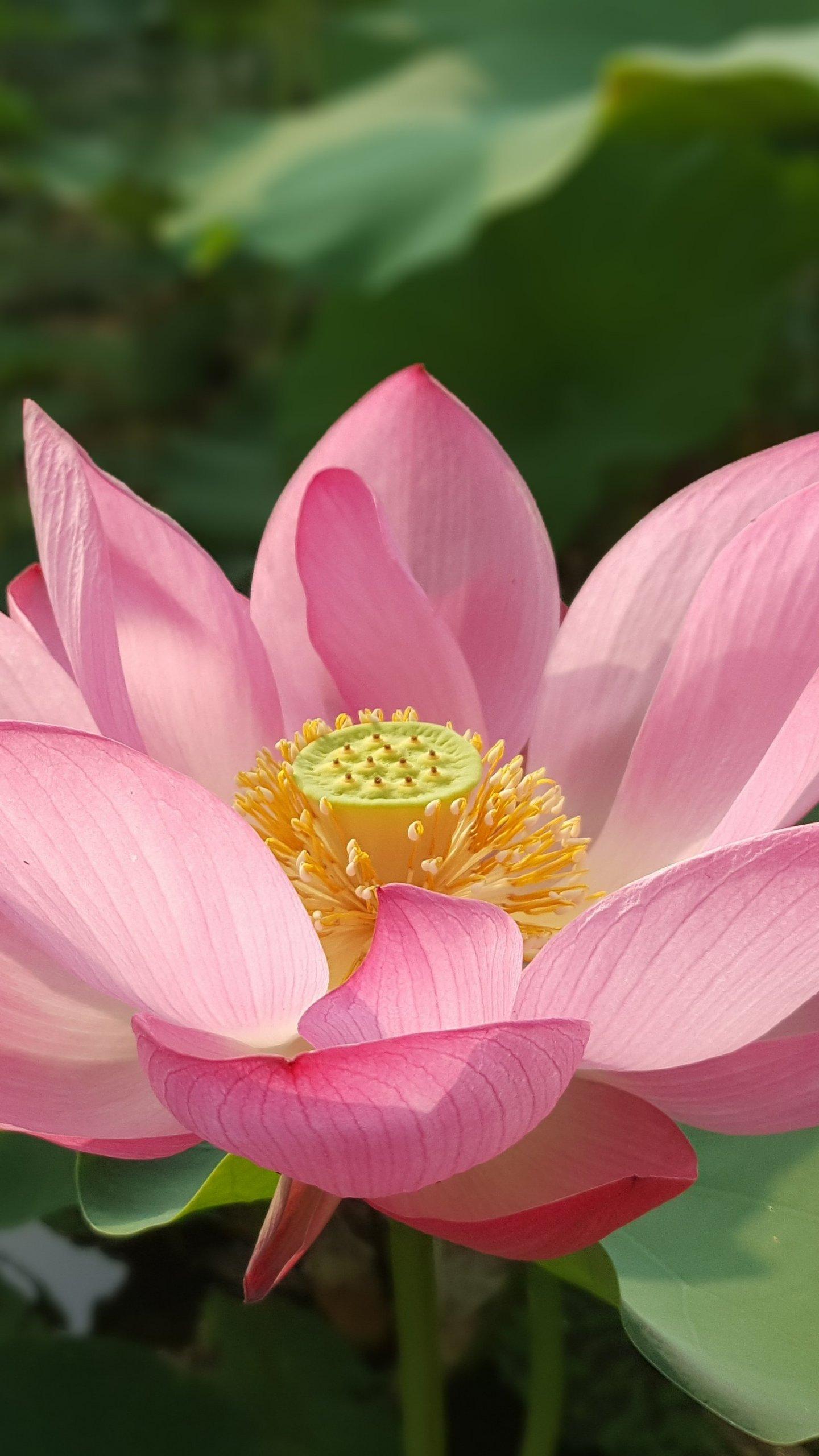 Lotus Flower Wallpaper, Android & Desktop Background