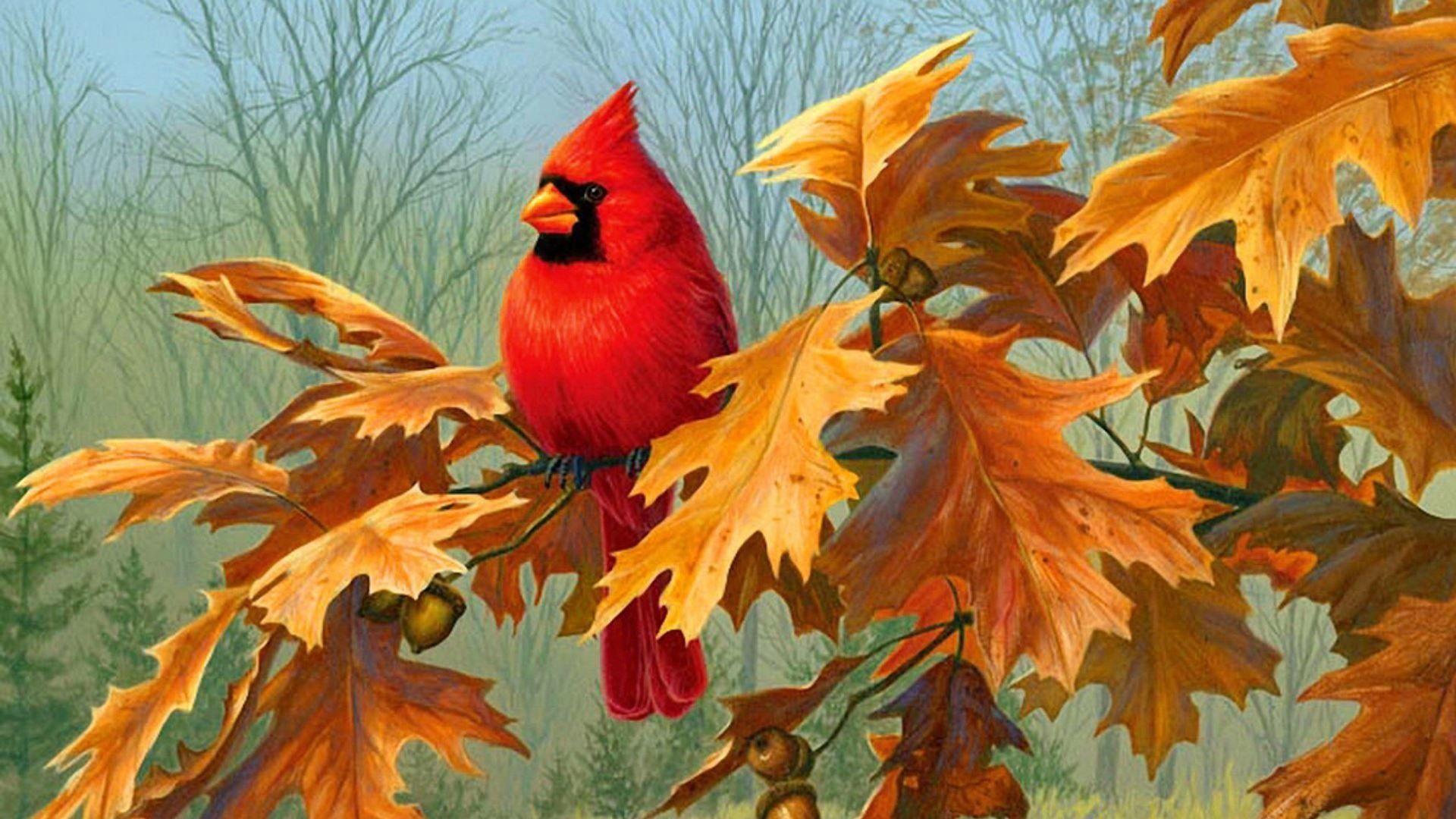 Autumn Cardinal Wallpaper