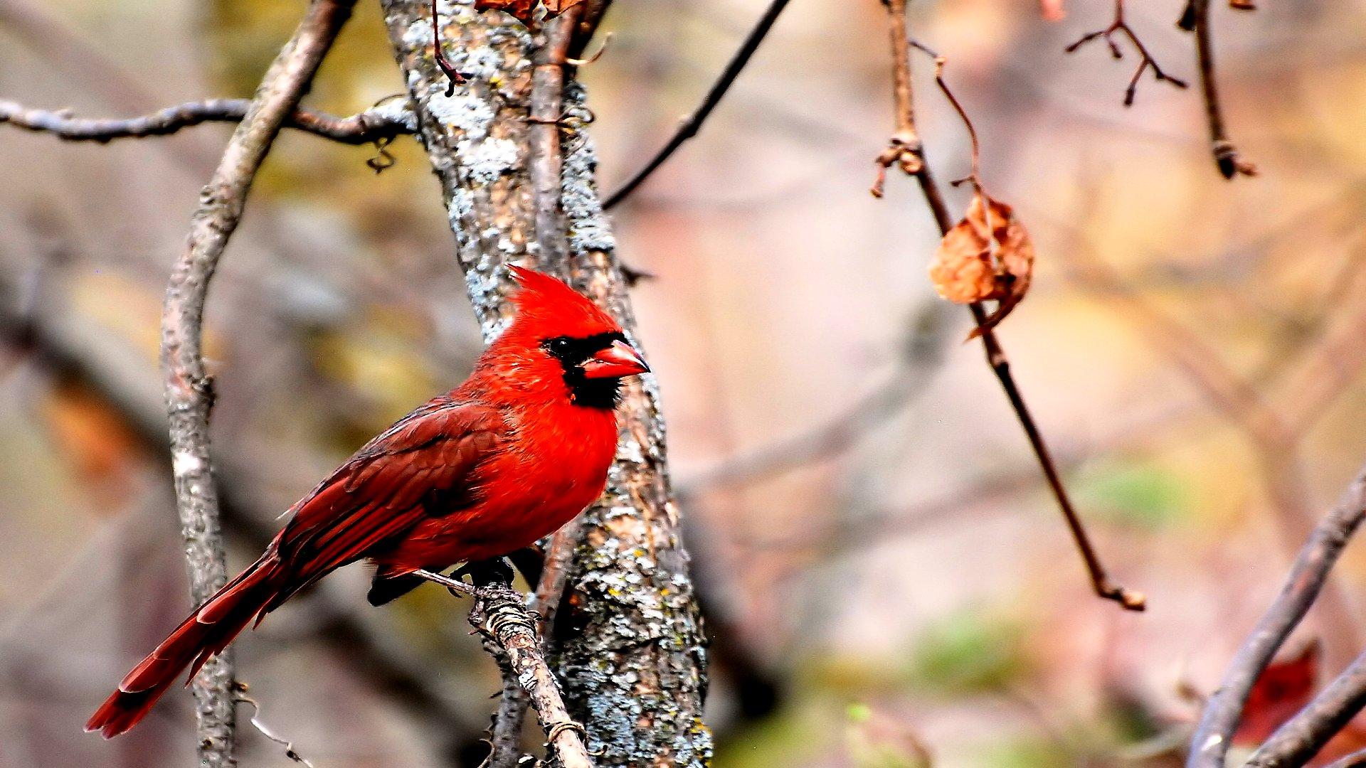 Cardinal Bird Wallpaper Desktop