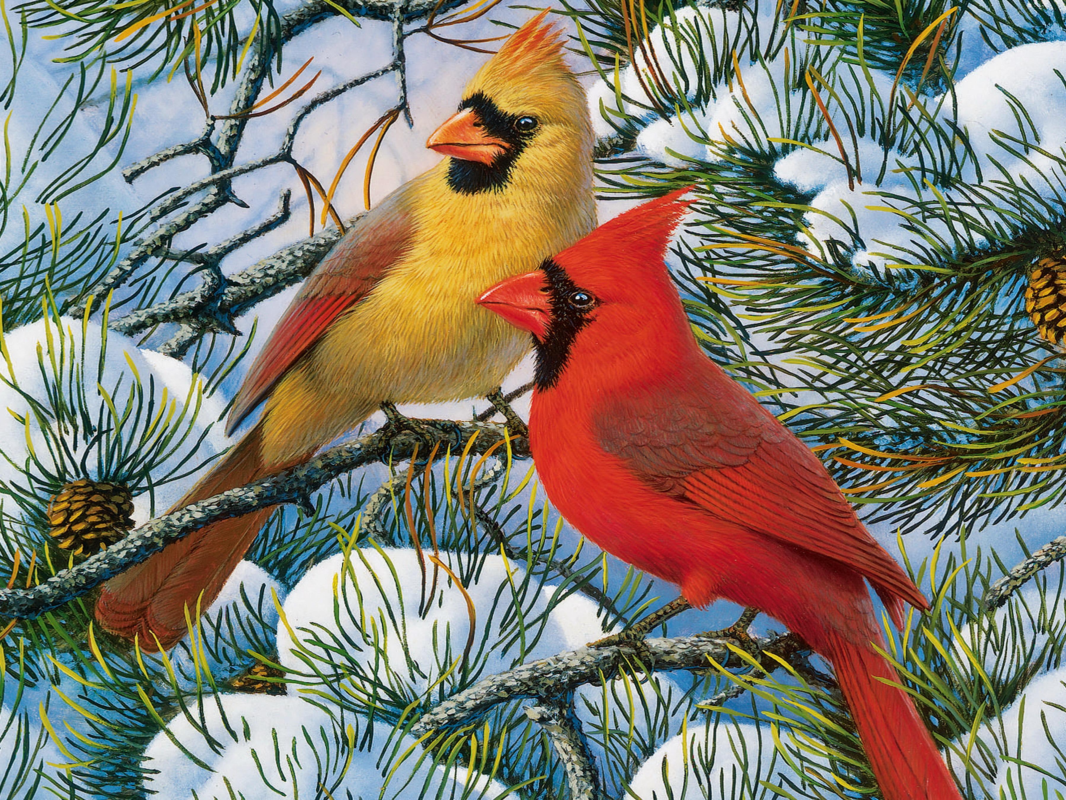 Free download Winter cardinals wallpaper ForWallpapercom