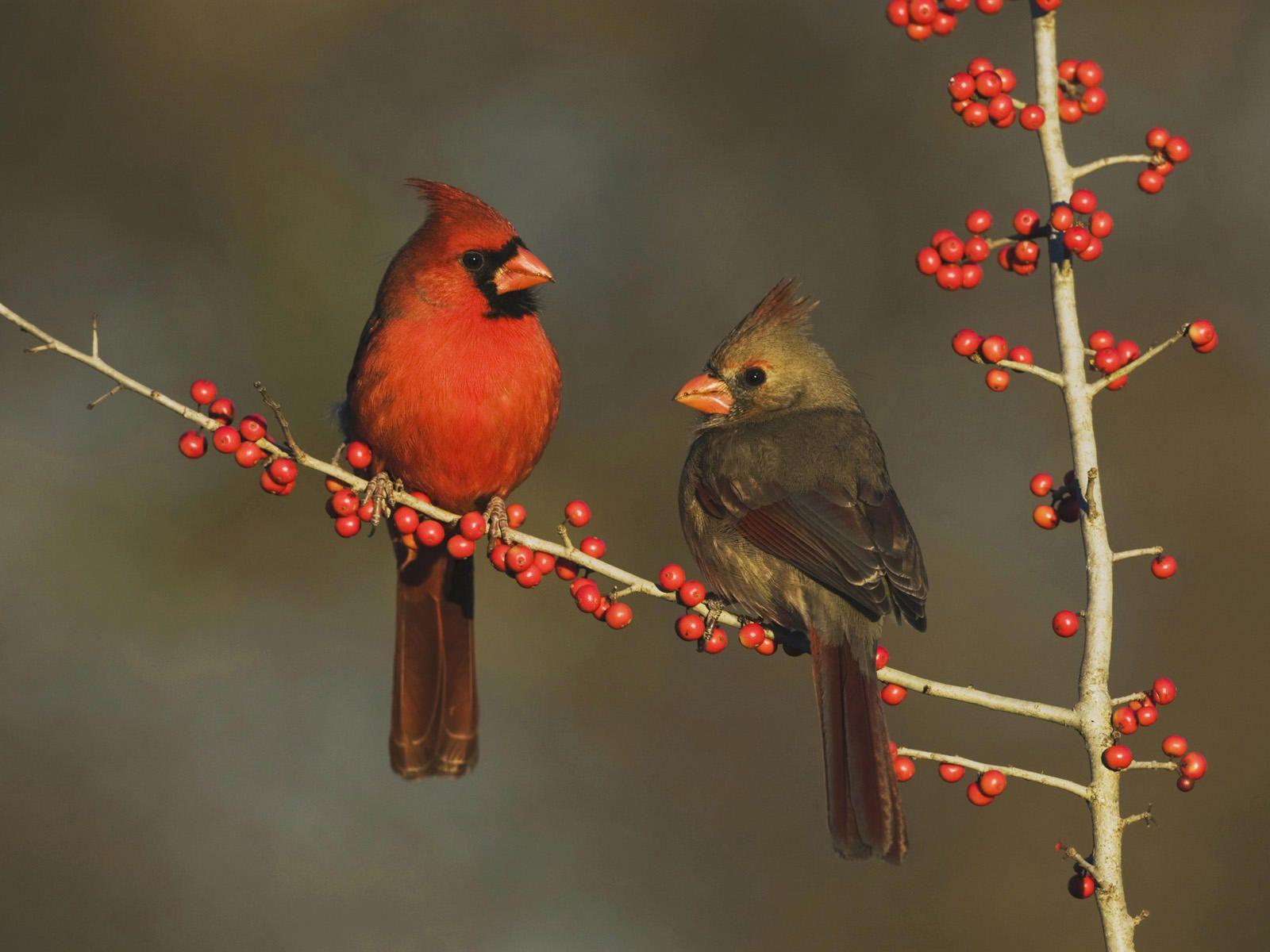 A very distinguished couple on my favorite tree - the holly tree