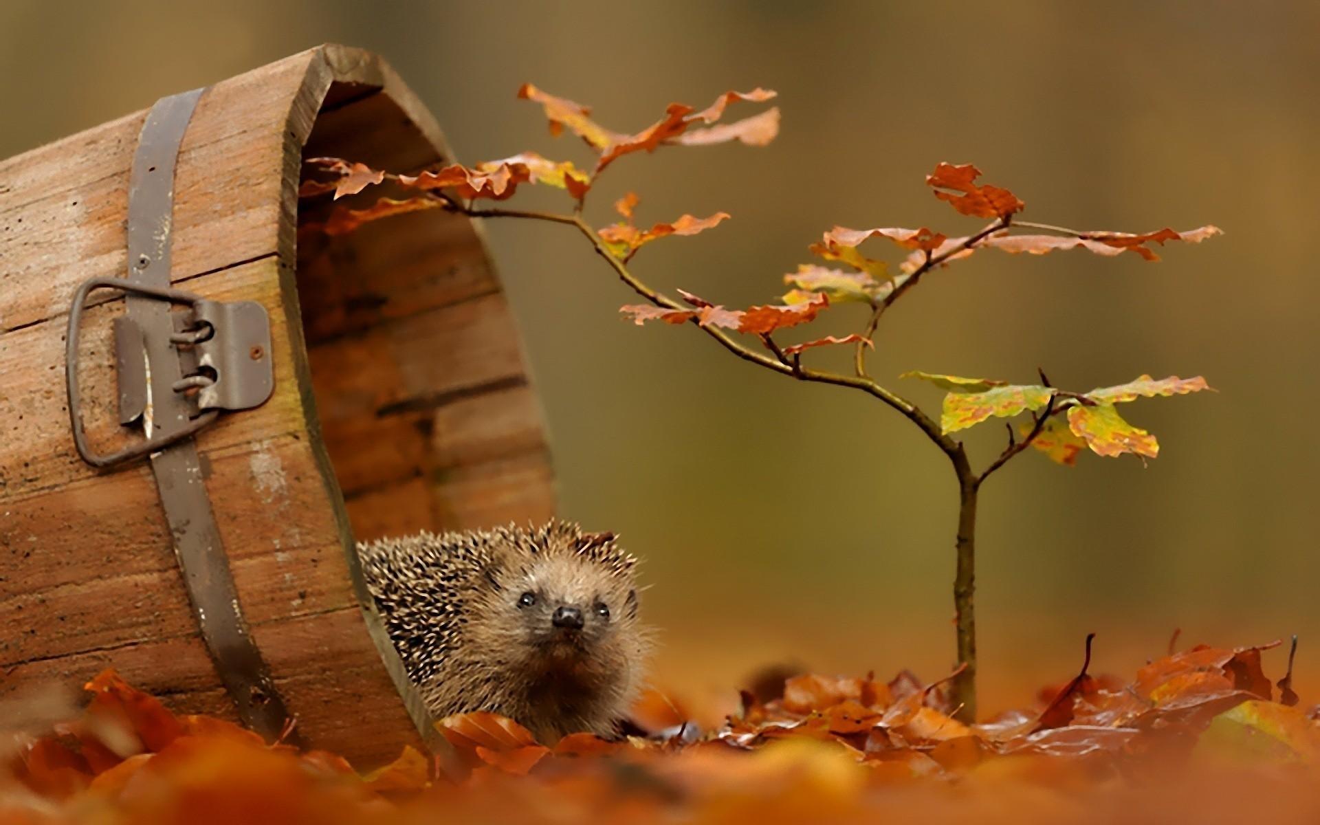 Autumn Animal Wallpaper