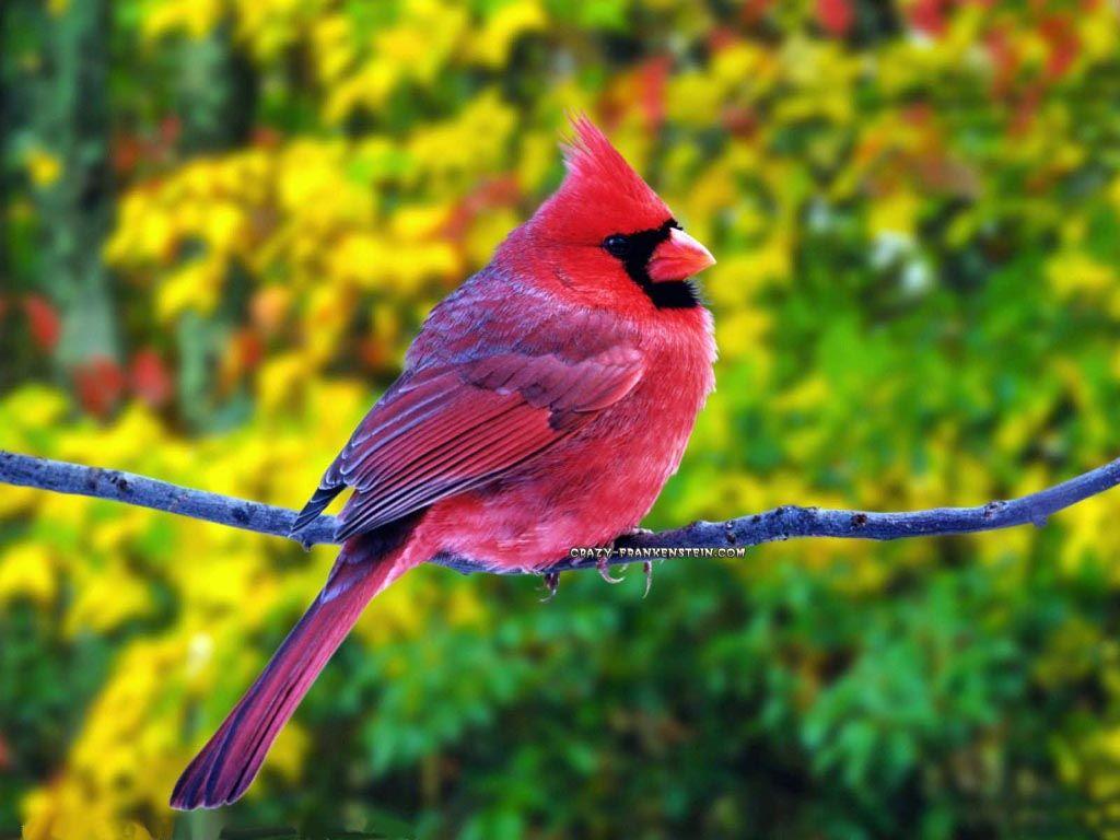 Beautiful Birds in the World. Animals. Beautiful bird wallpaper