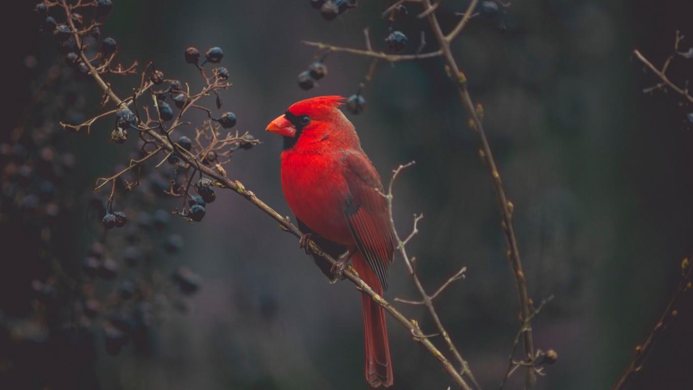 Tree, Northern Cardinal, Arizona Cardinals, Red, Wildlife Laptop