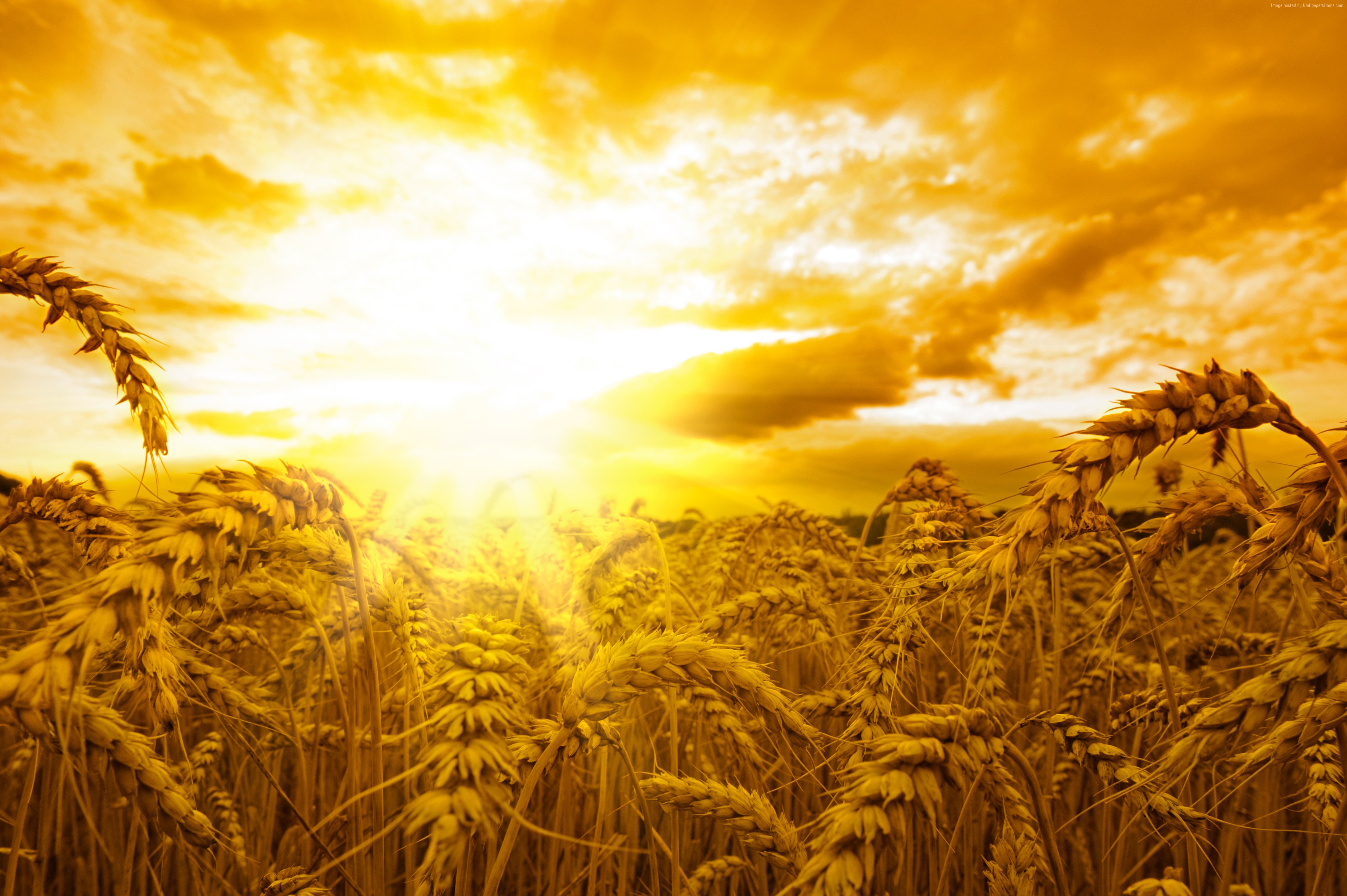 #wheat, k wallpaper, #sky, k, #yellow, #sun, #Ears