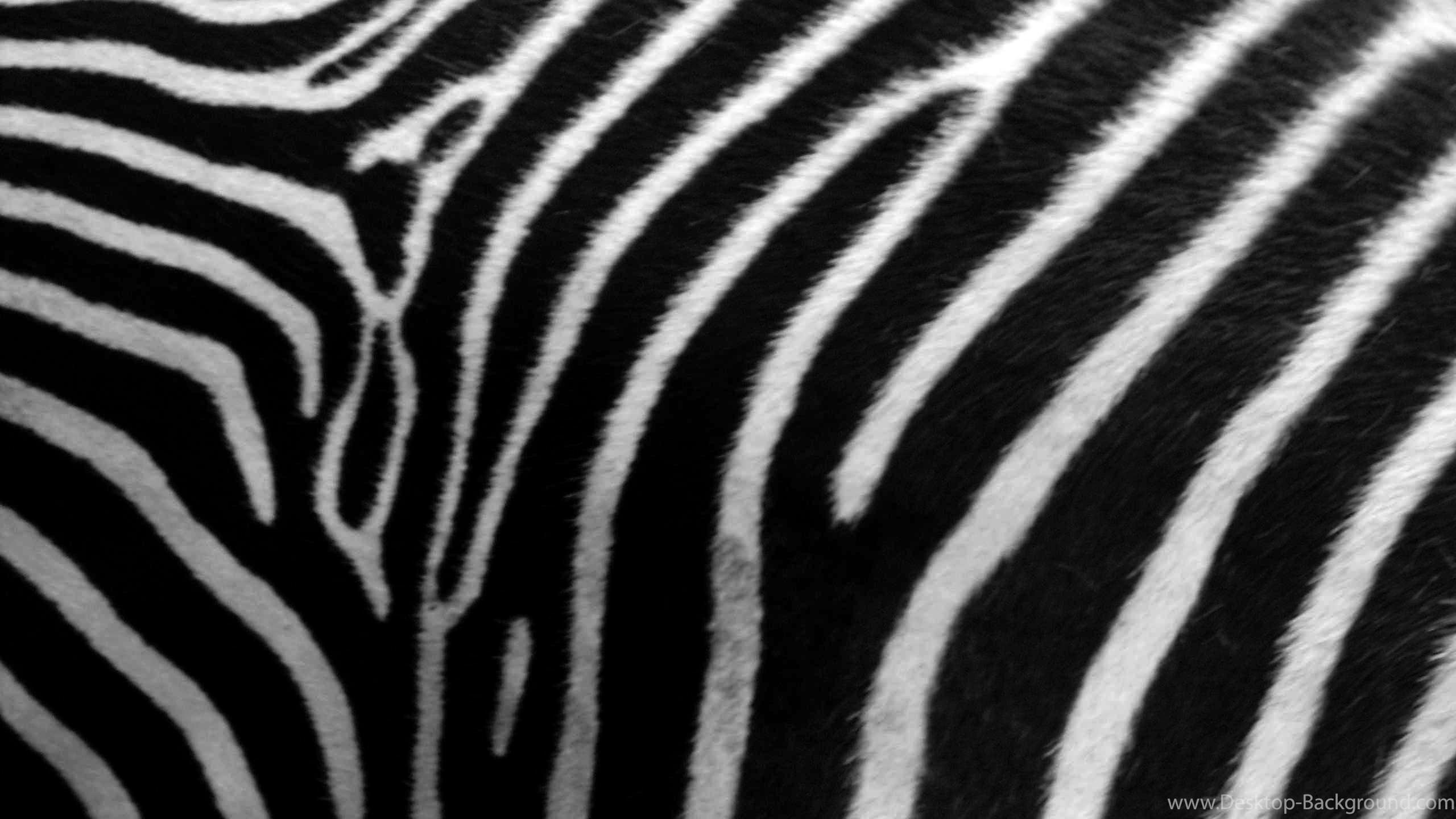 Download Animal Print Zebra Skin Phone Wallpaper Desktop Background