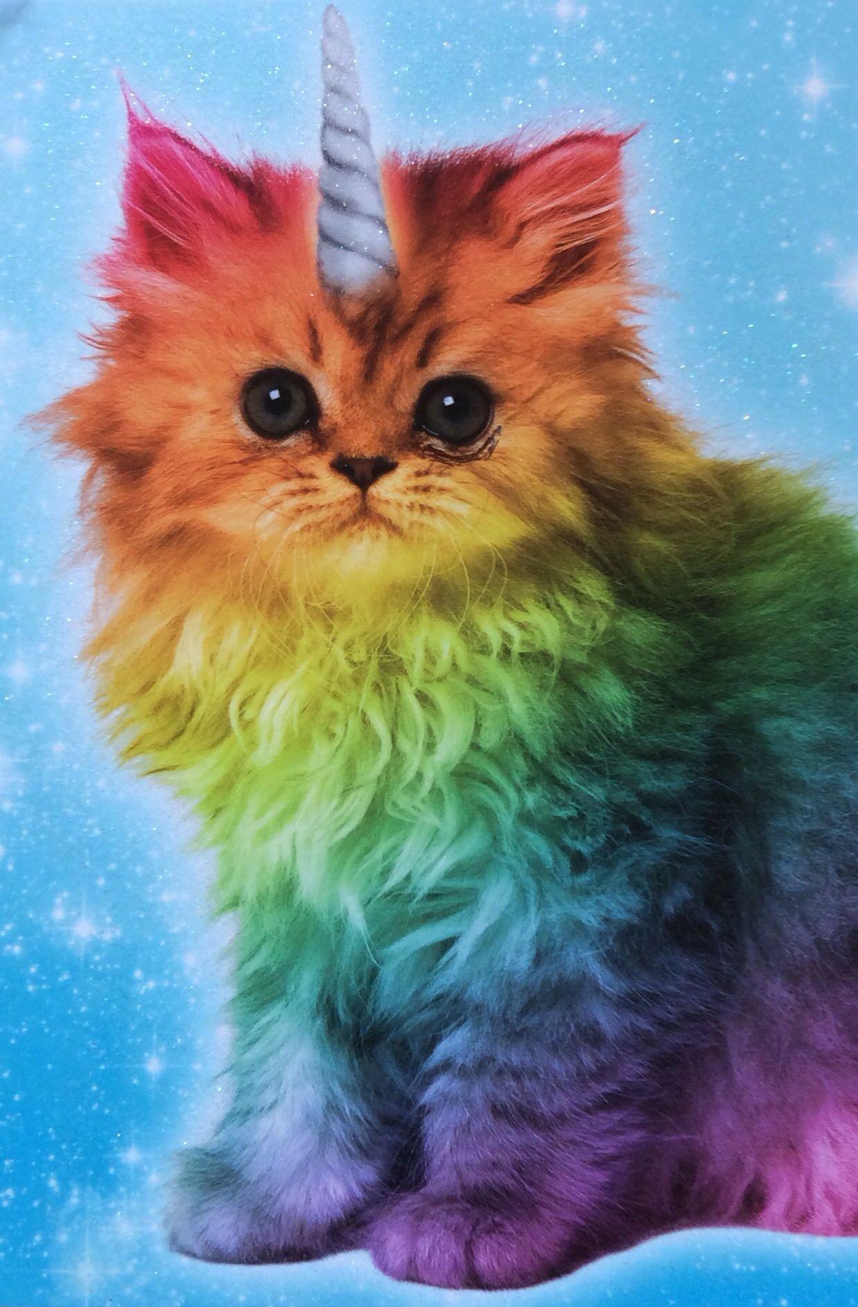 Magical Unicorn Rainbow Kitten. Child at ❤. Unicorn cat, Cats