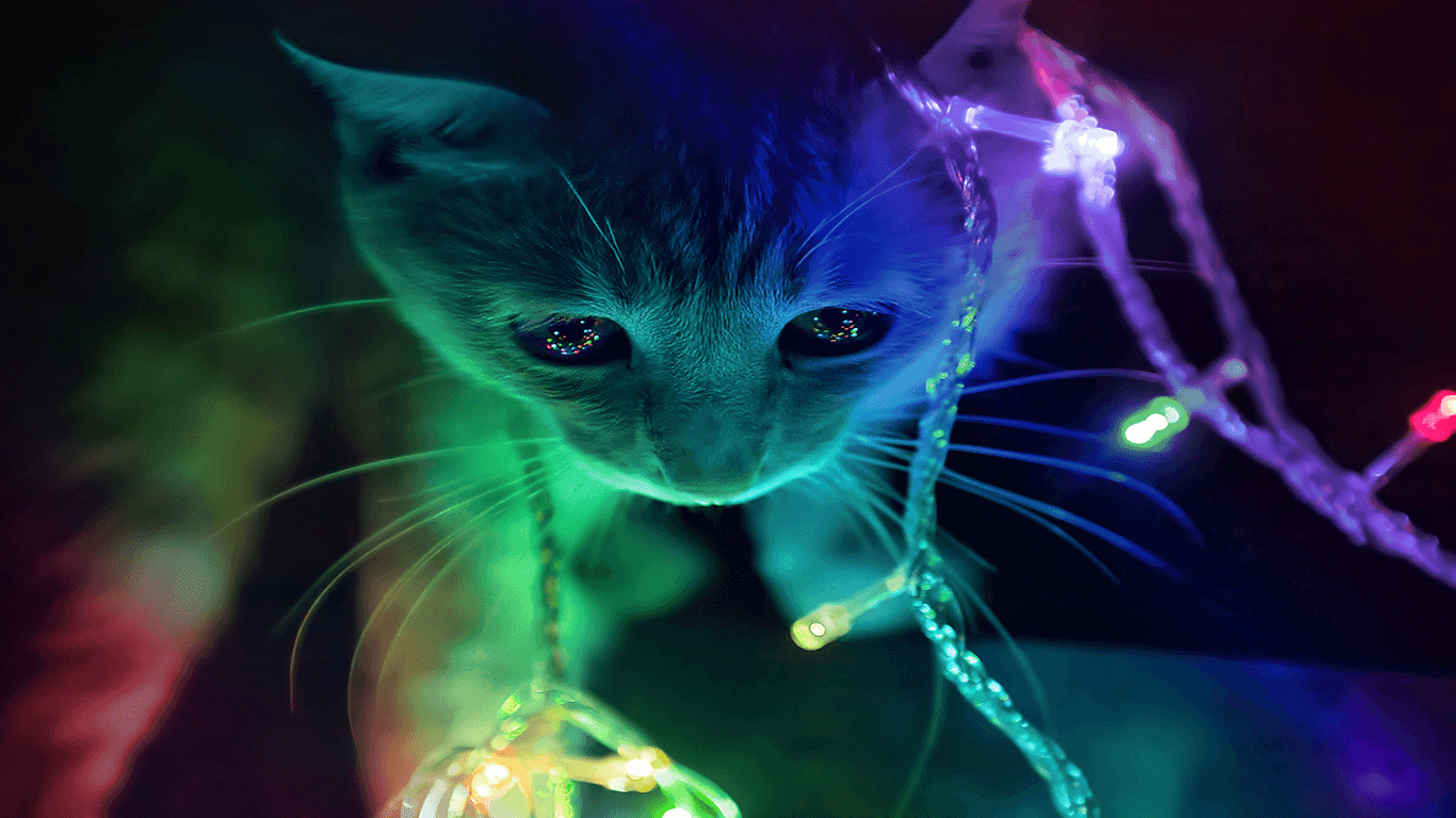 Christmas Kitty Wallpaper and Background Imagex768