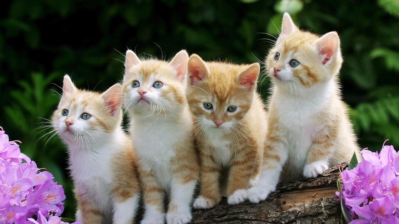 Beautiful Cat Wallpaper: Rainbow Kittens high resolution widescreen
