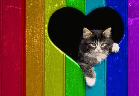 Kitten Love, heart, colors, rainbow, cat, kitten Love & Animals Background Wallpaper on Desktop Nexus. Kitten Wallpaper