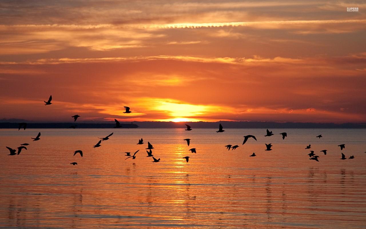 Calm Ocean Birds Fiery Sunset wallpaper. Calm Ocean Birds Fiery