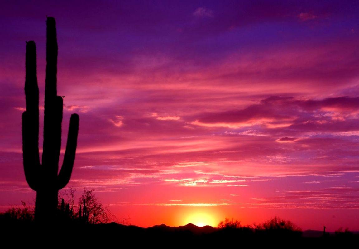 Cactus Sunset Wallpaper