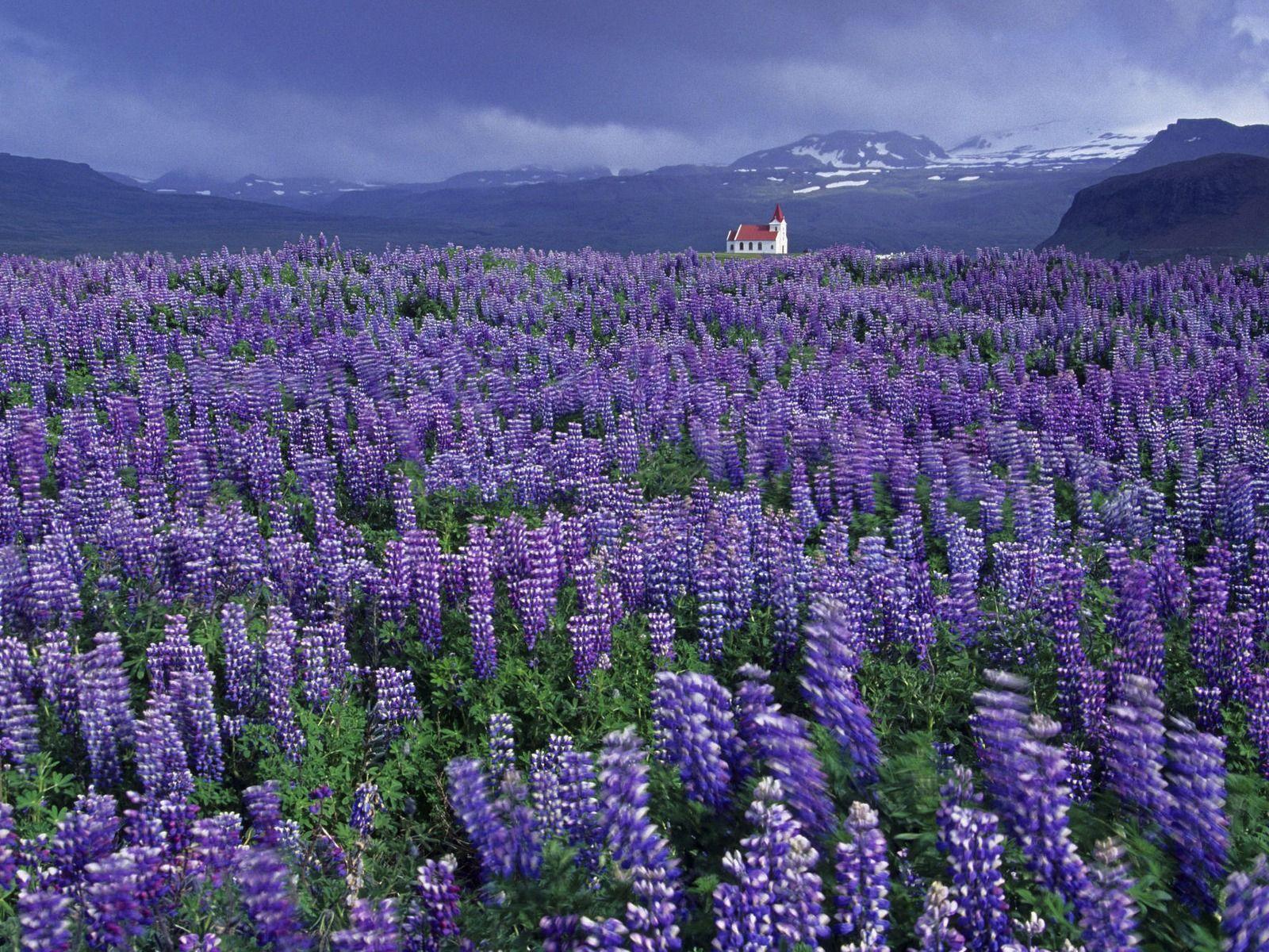 The Wild Lupine plant is a native plant that can be found growing